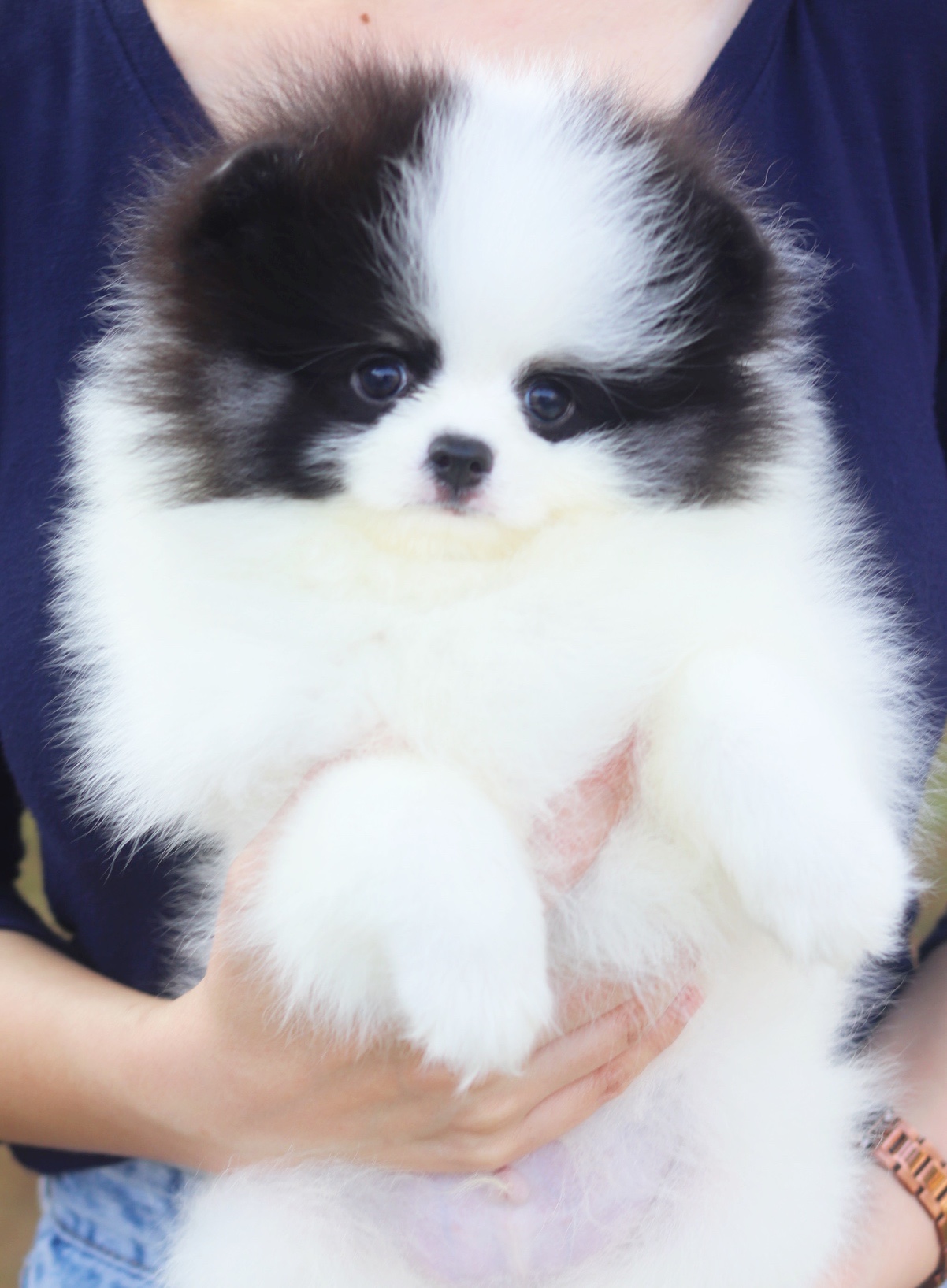 ปอมเมอเรเนียน เพศผู้ สีแฟนซี ขนแน่นๆ