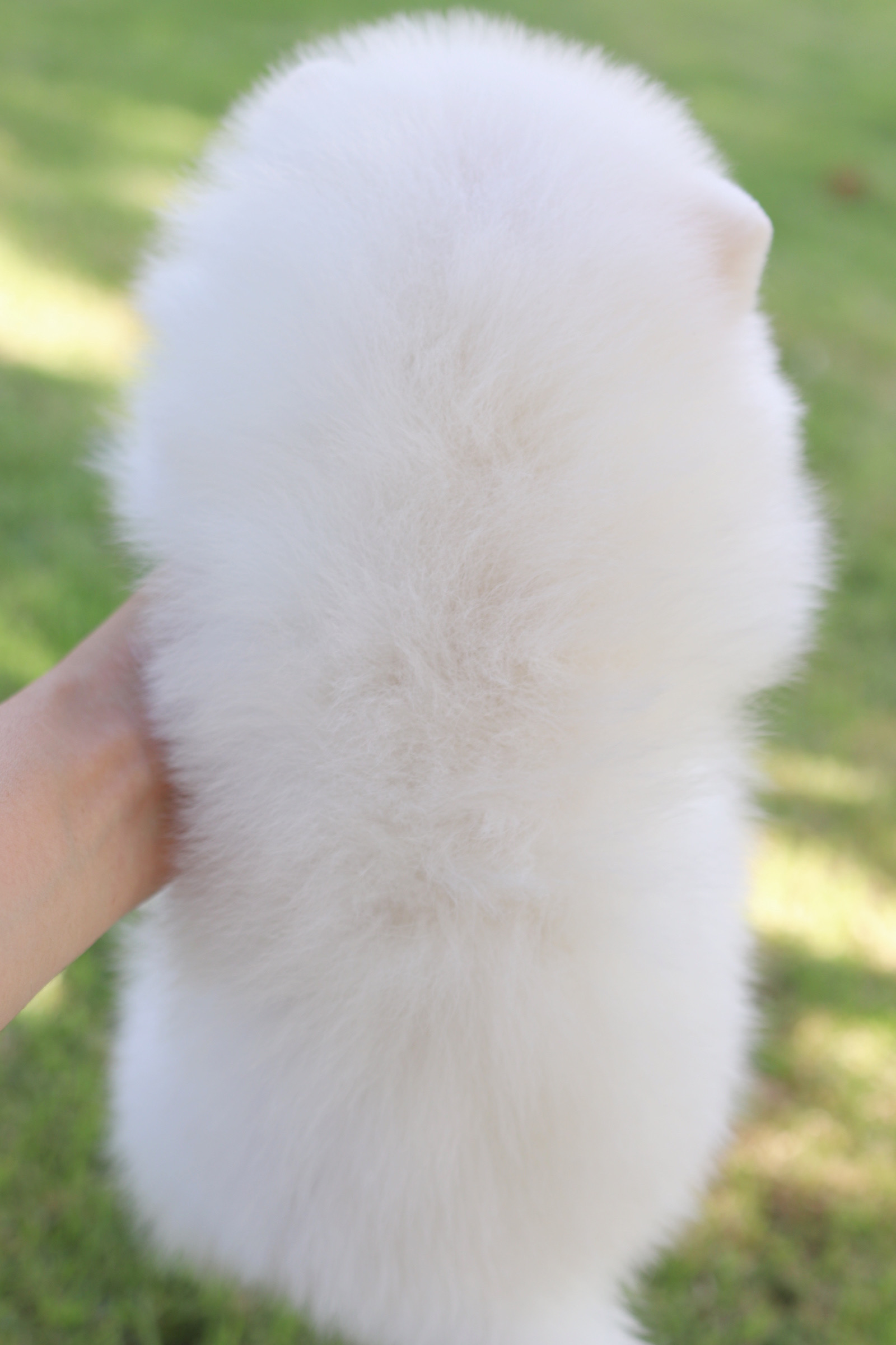 ปอมเมอเรเนียน เพศเมียสีขาวครีมเกรดโชว์