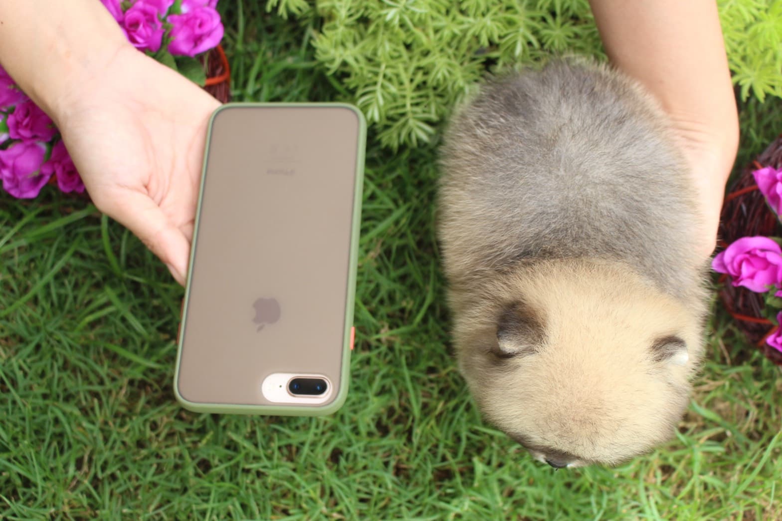 ปอมเมอเรเนียน เพศเมียสีส้ม