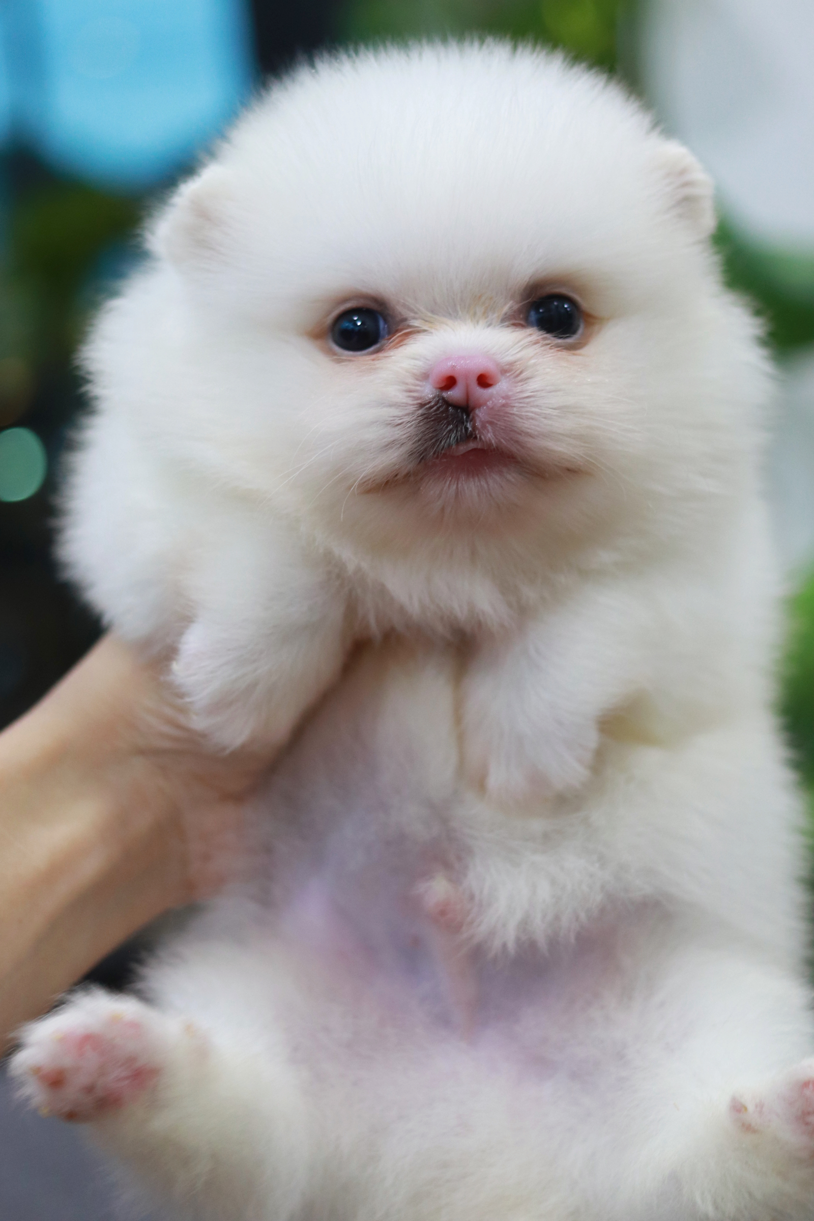 ปอมเมอเรเนียน เพศผู้