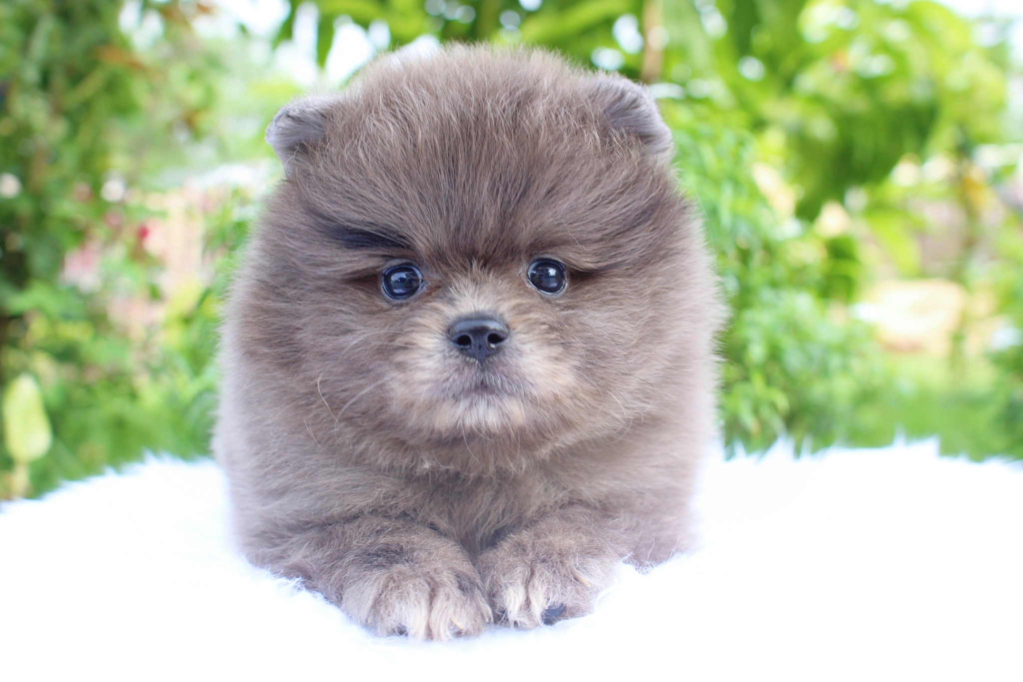 ปอมเมอเรเนียน เพศผู้ สีเมอร์เร่