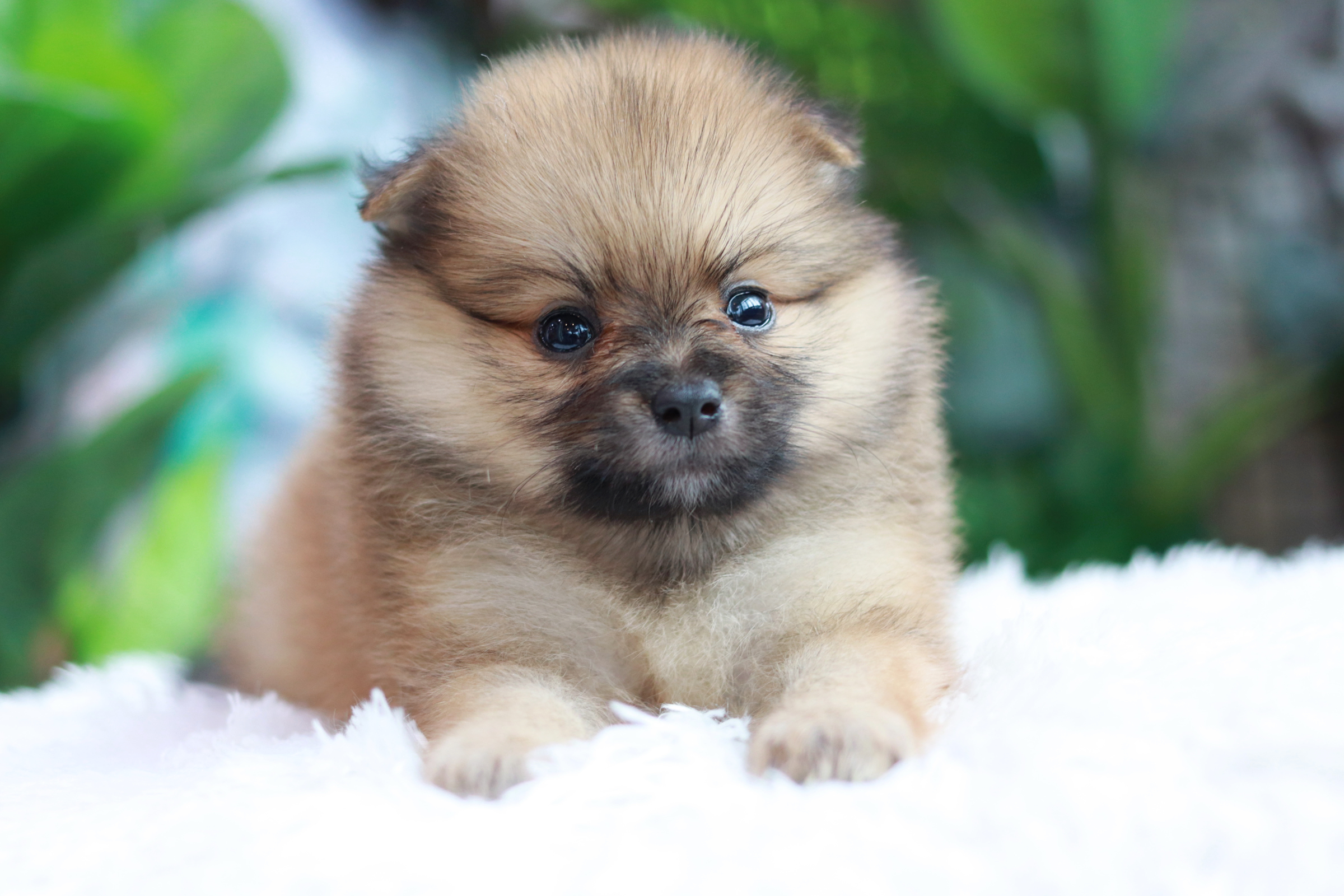 ปอมเมอเรเนียน เพศเมียเกรดเลี้ยงเล่นหน้าฟ็อก