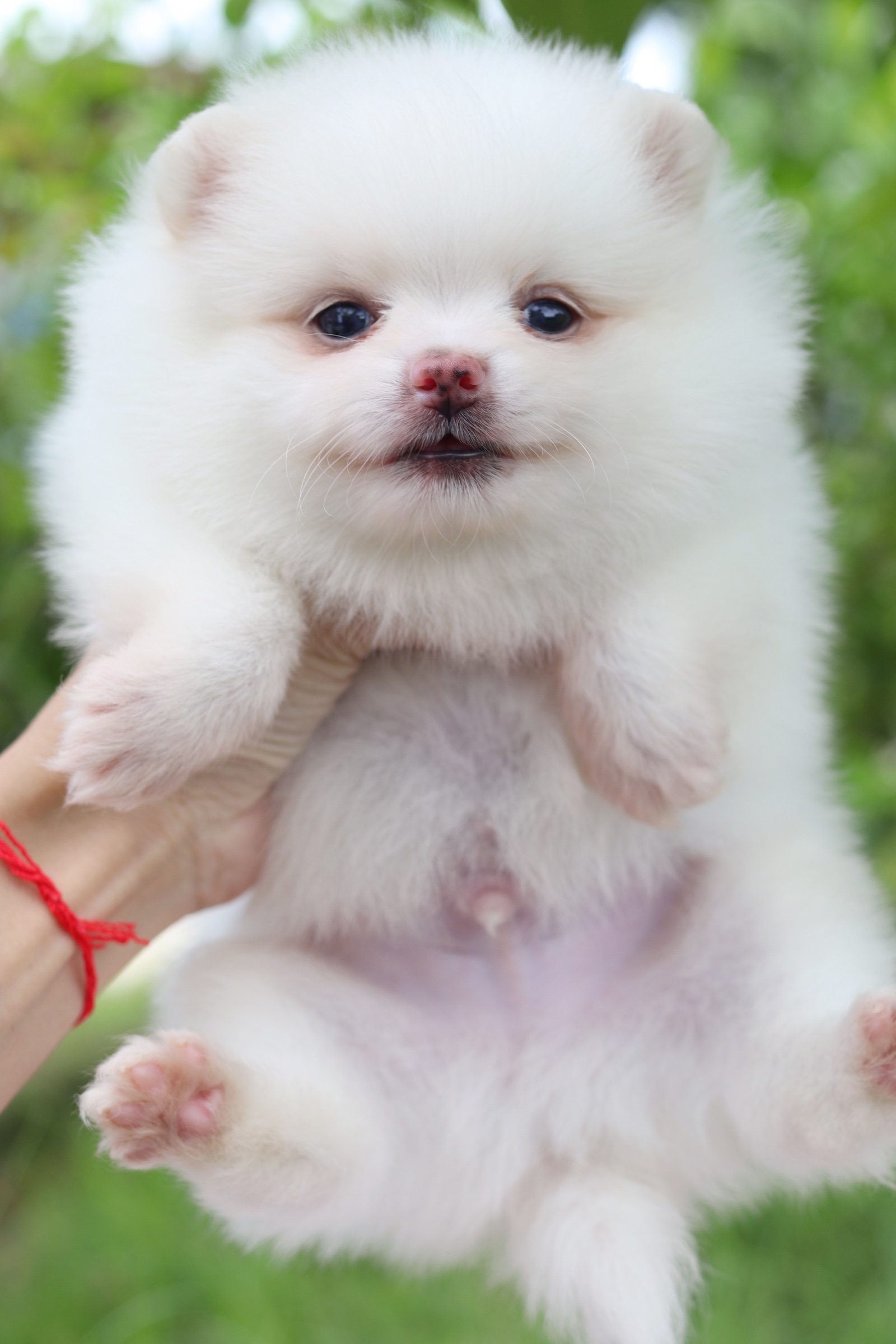 ปอมเมอเรเนียน เพศผู้ สีขาวครีม