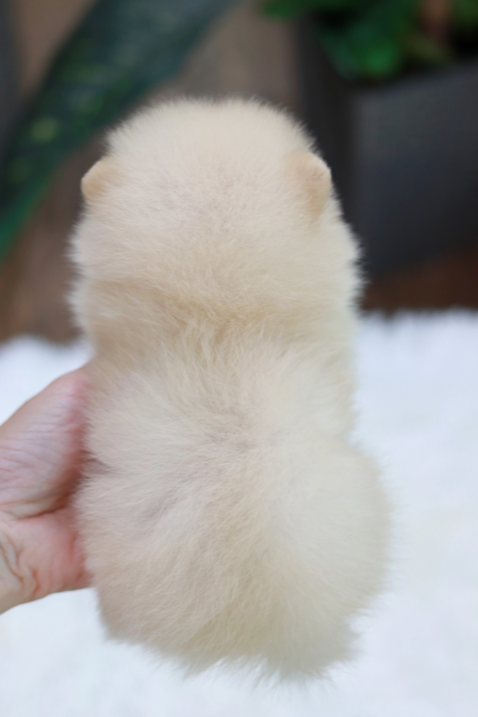 ปอมเมอเรเนียน เพศผู้ทีคัพ สีครีม