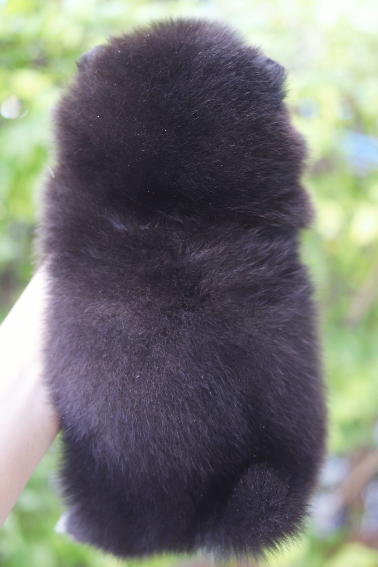 ปอมเมอเรเนียน เพศเมียสีดำ