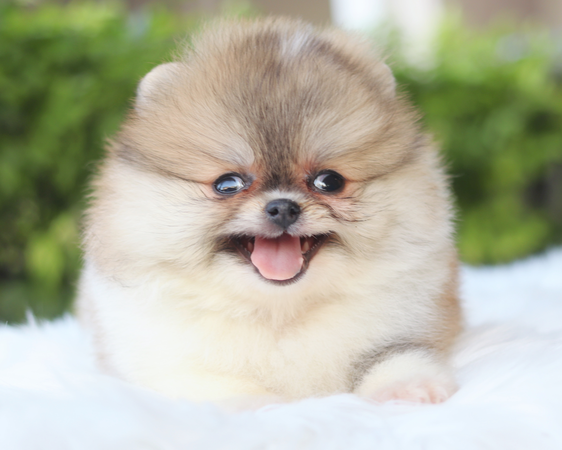 ปอมเมอเรเนียน เพศเมียสีแฟนซีเกรดโชว์