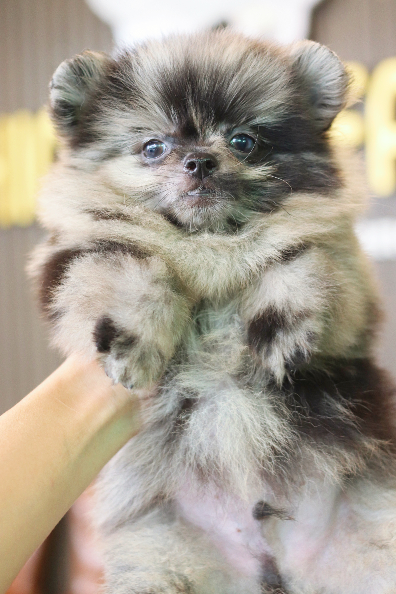 ปอมเมอเรเนียน เพศผู้สีเมอร์เร่