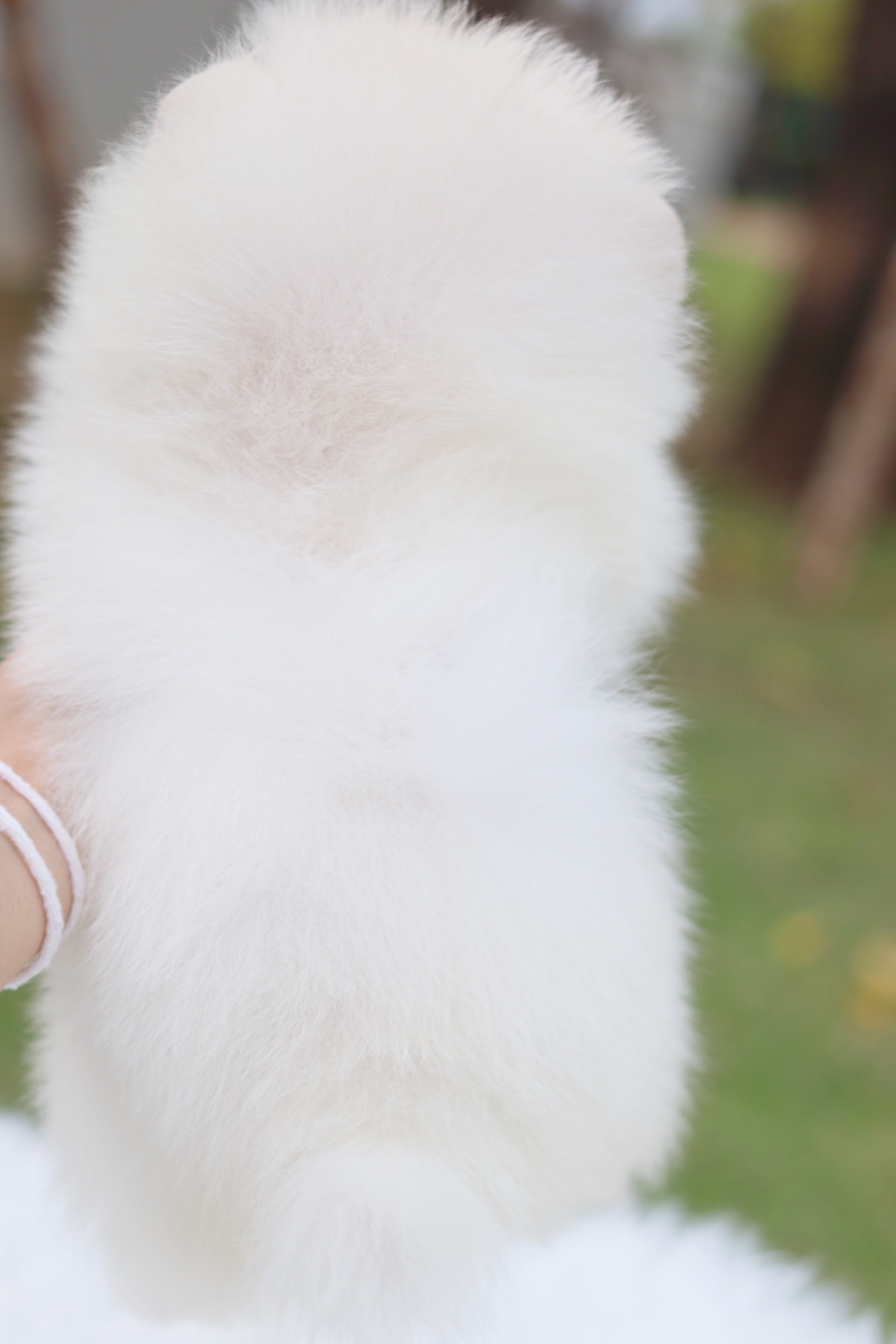 ปอมเมอเรเนียน เพศเมียสีขาวครีม