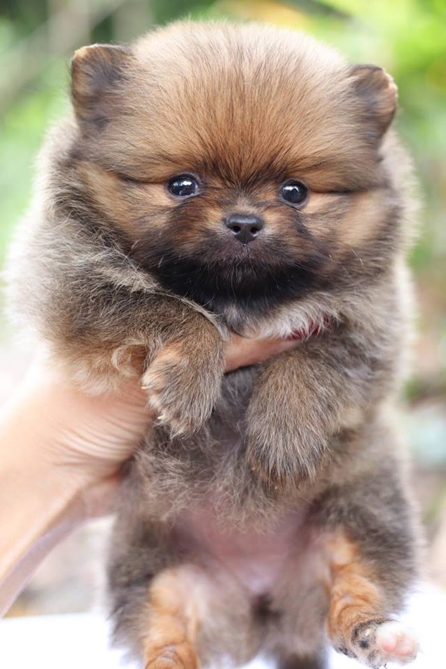 ปอมเมอเรเนียน เพศเมีย