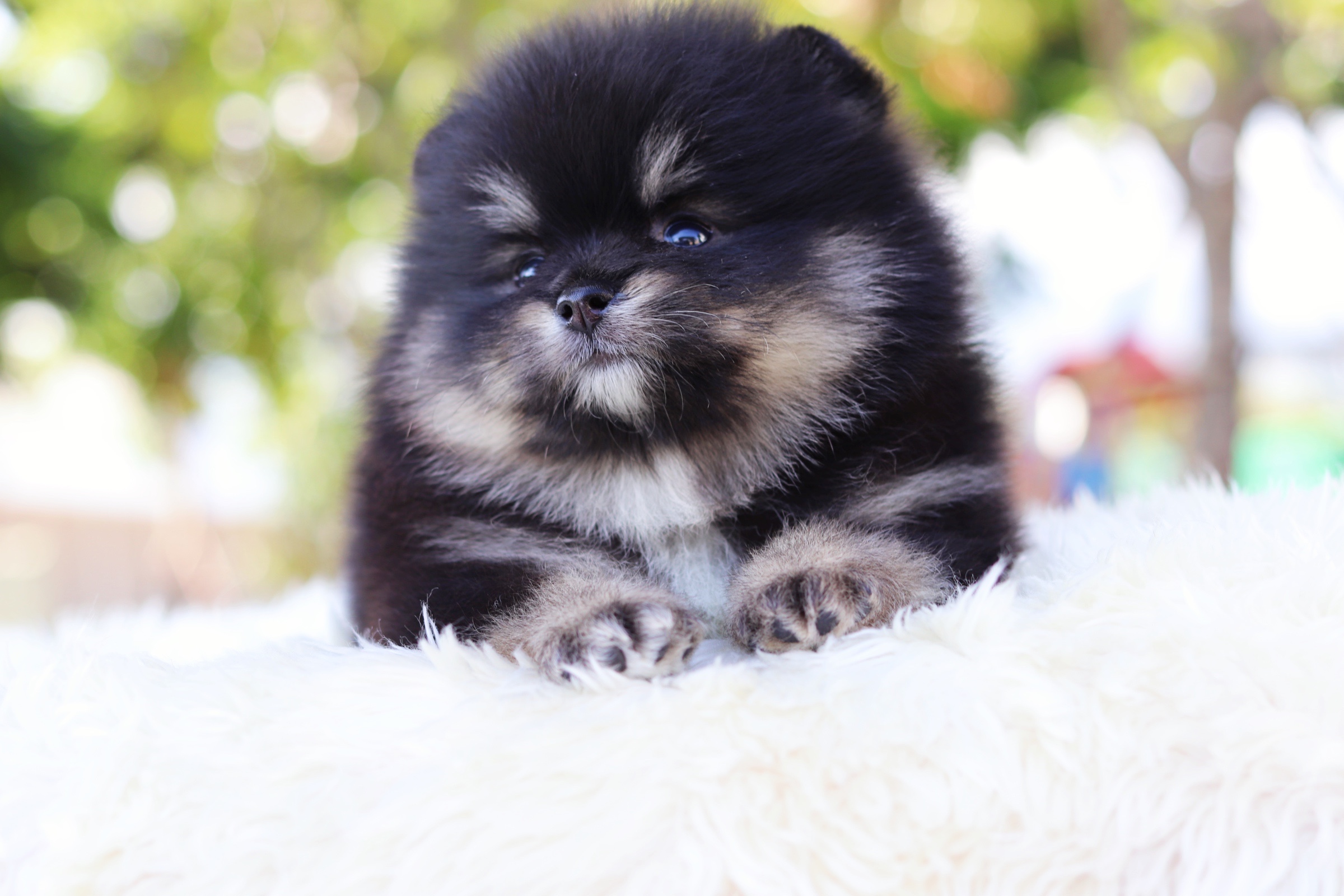 ปอมเมอเรเนียน เพศผู้ แบล็คแทน