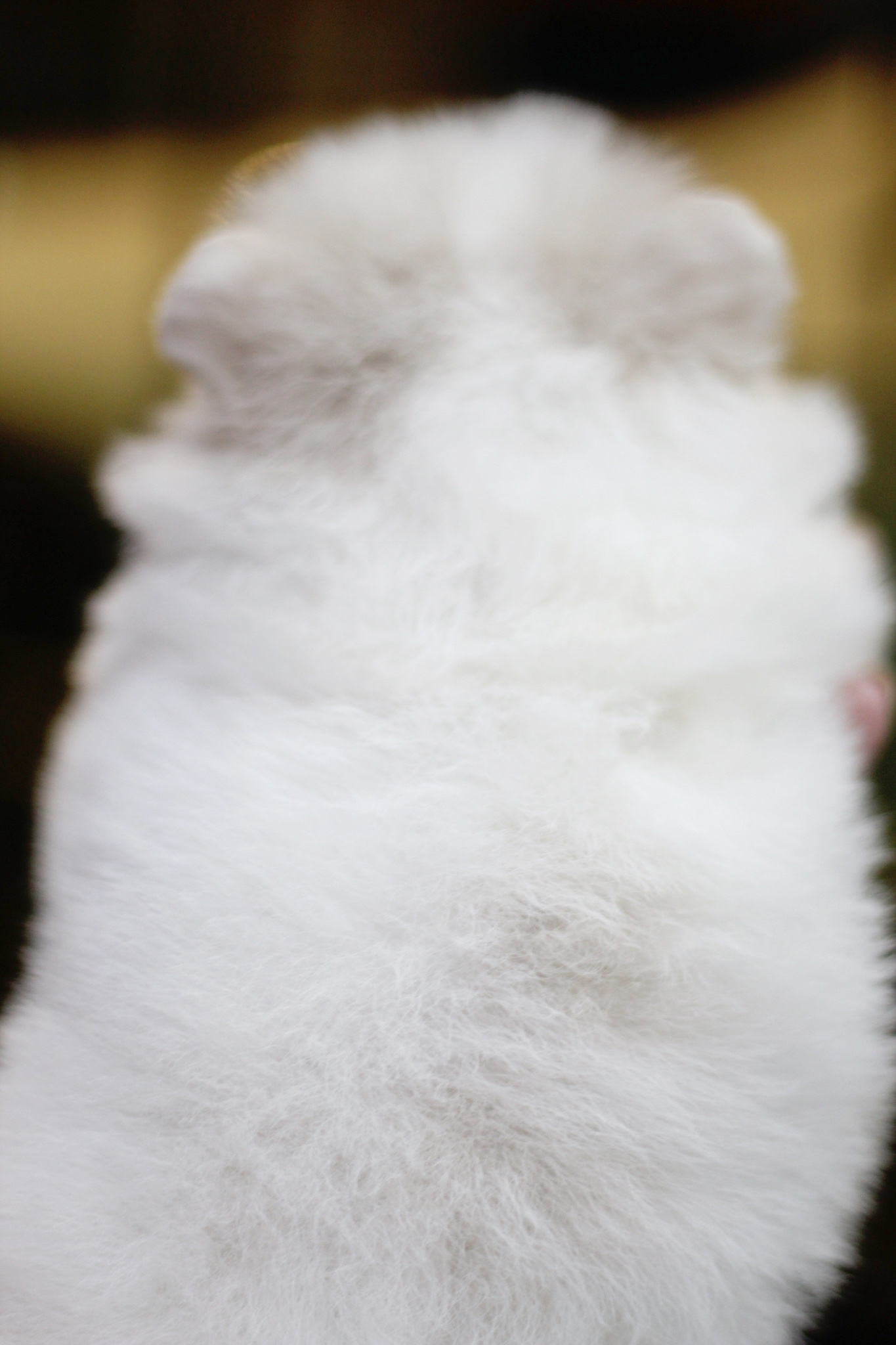 ปอมเมอเรเนียน เพศเมีย สีขาวครีม