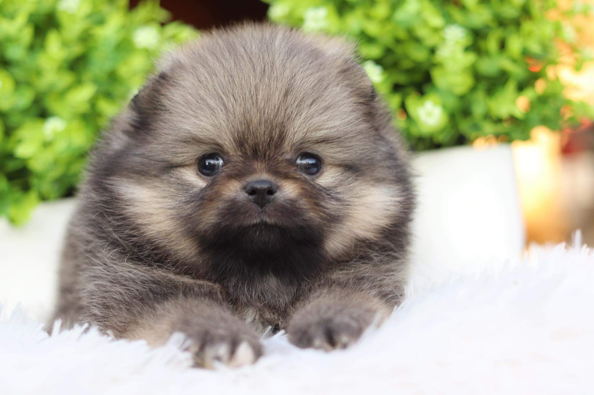 ปอมเมอเรเนียน เพศเมีย