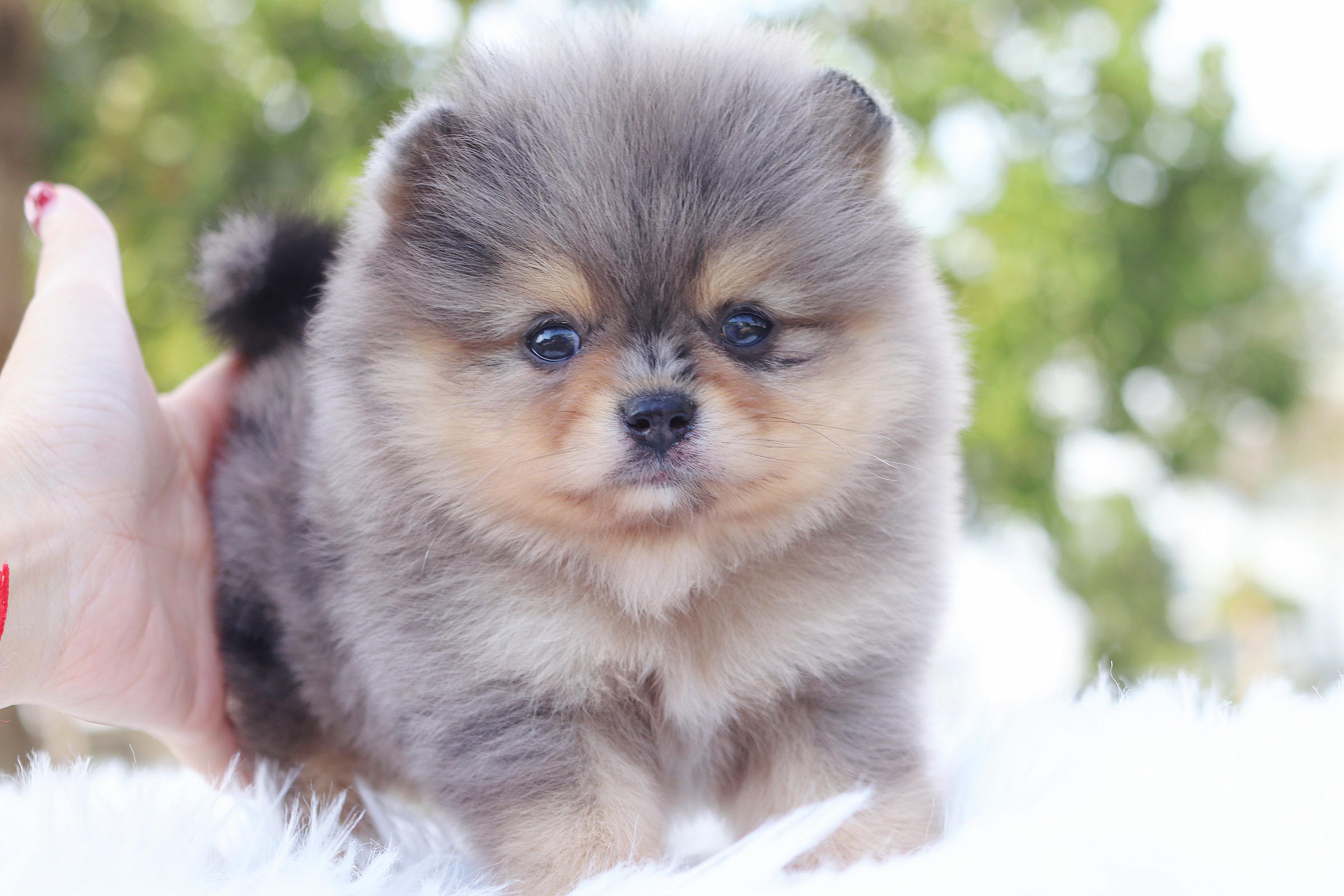 ปอมเมอเรเนียน เพศผู้ สีเมอร์เร่เกรดโชว์