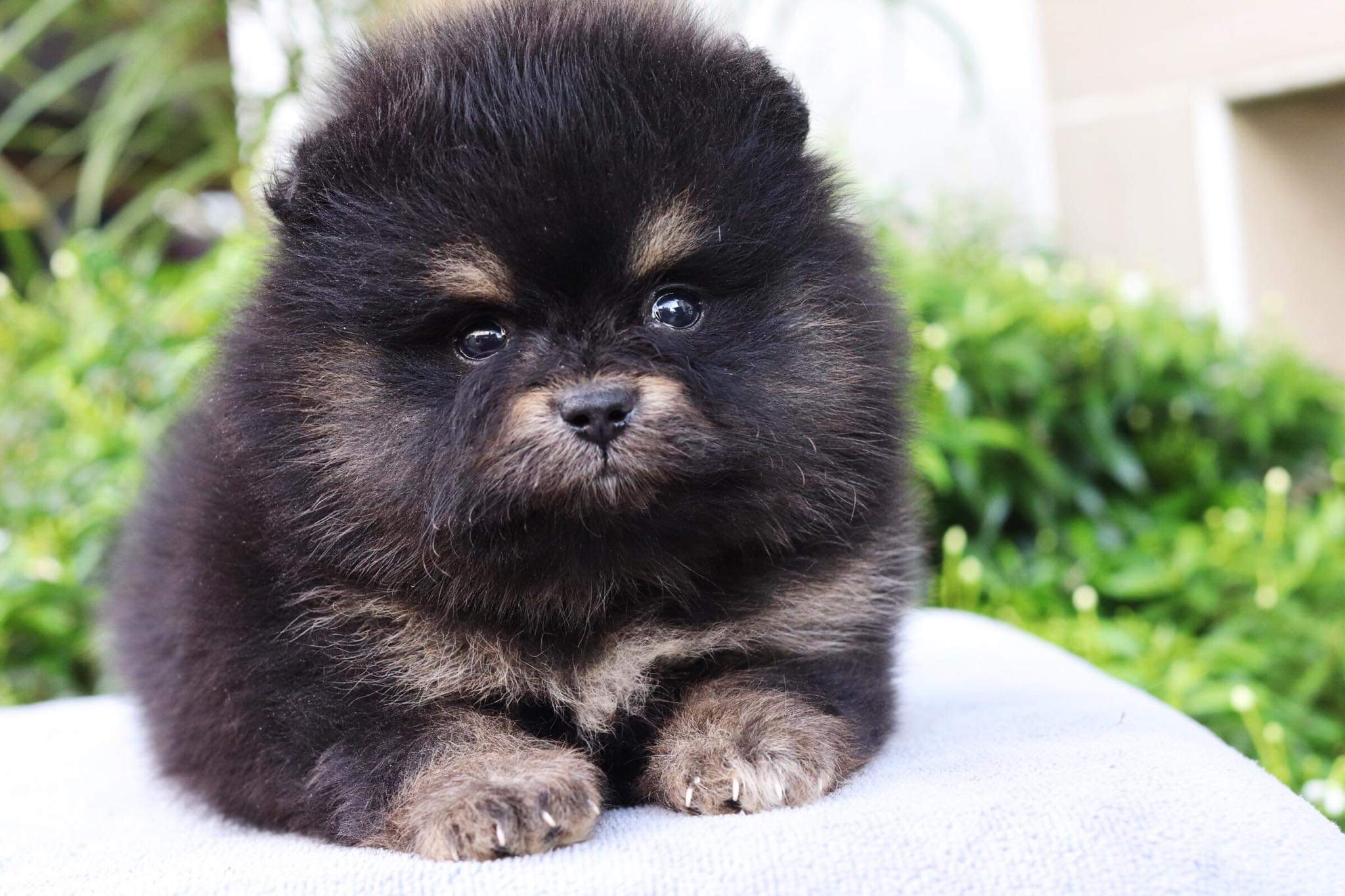 ปอมเมอเรเนียน เพศเมีย