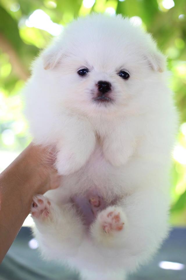 ปอมเมอเรเนียน เพศผู้