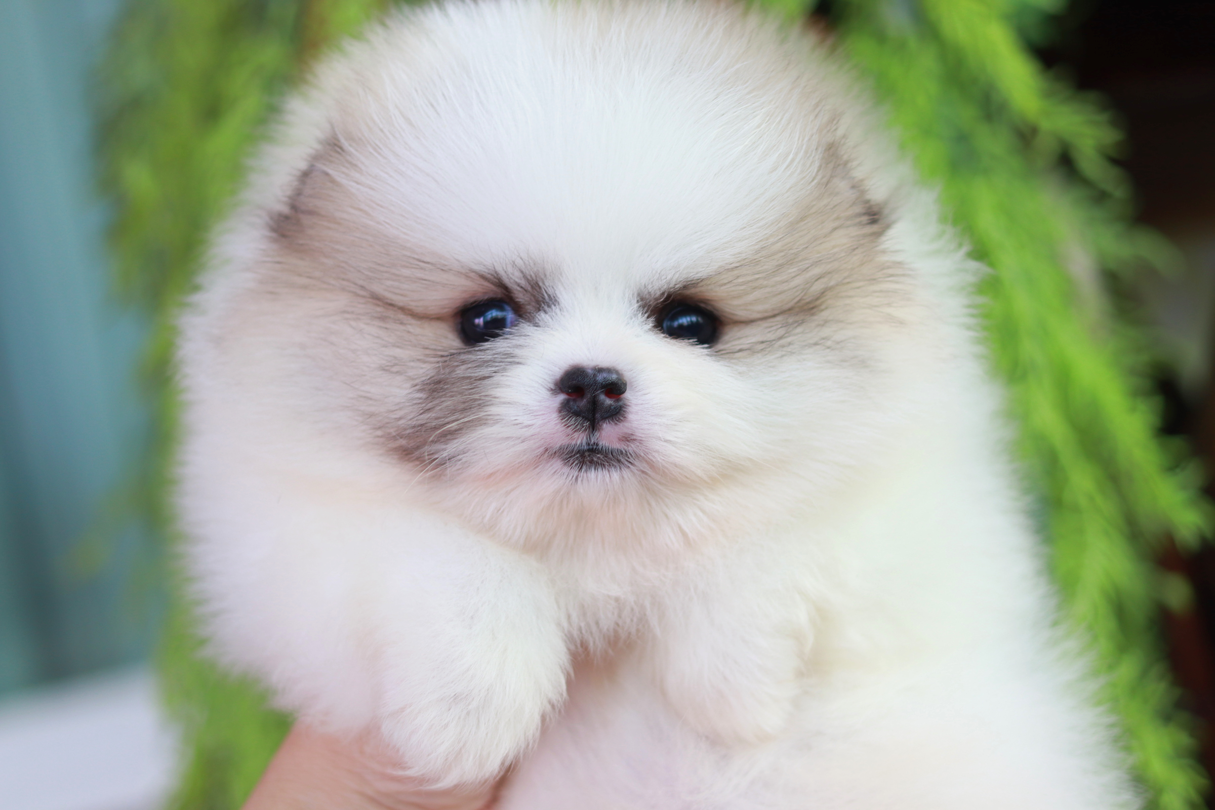 ปอมเมอเรเนียน เพศผู้