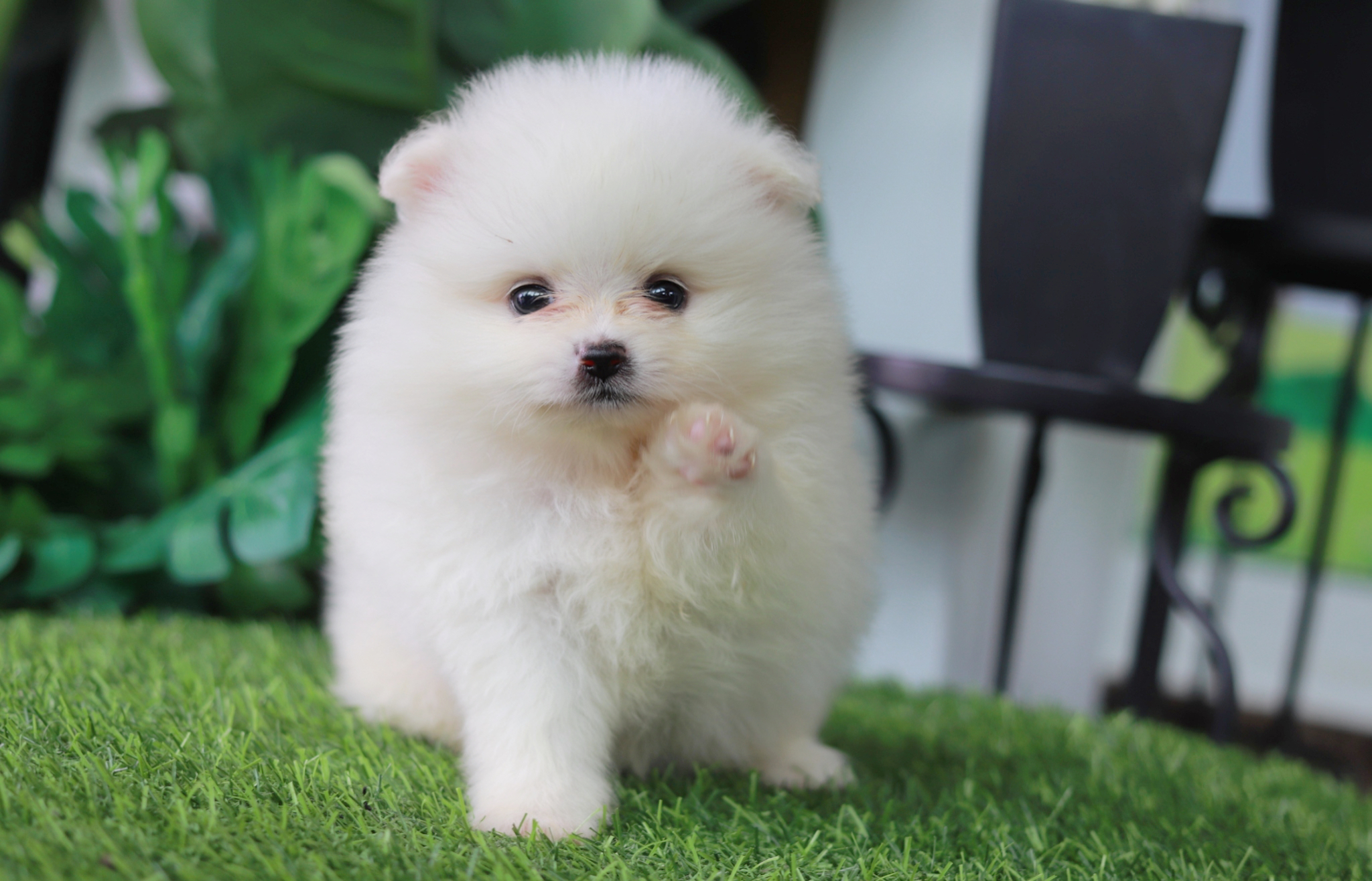 ปอมเมอเรเนียน เพศผู้ ขาวขนแน่นๆน่ารัก