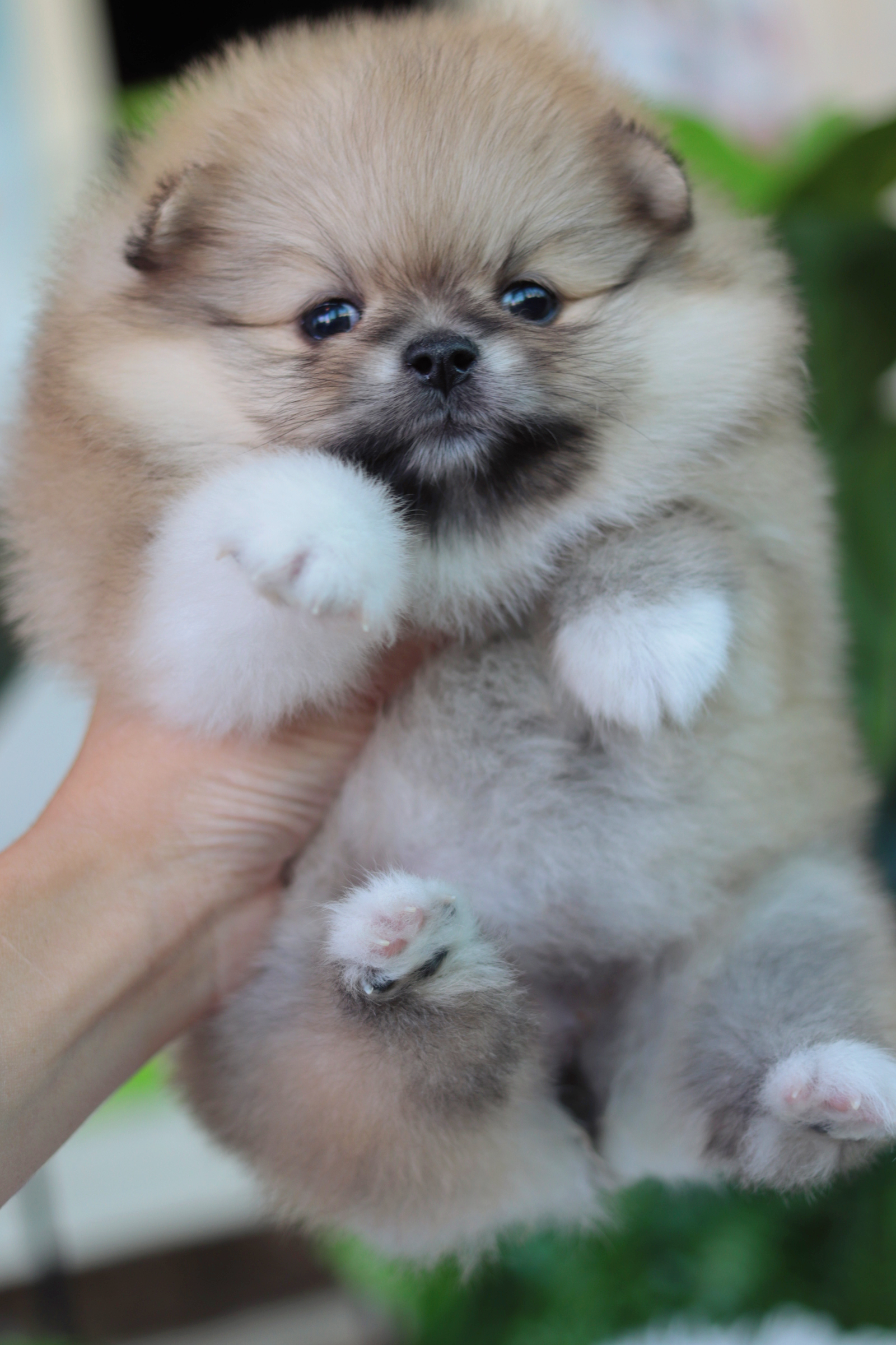 ปอมเมอเรเนียน เพศเมีย สีส้ม