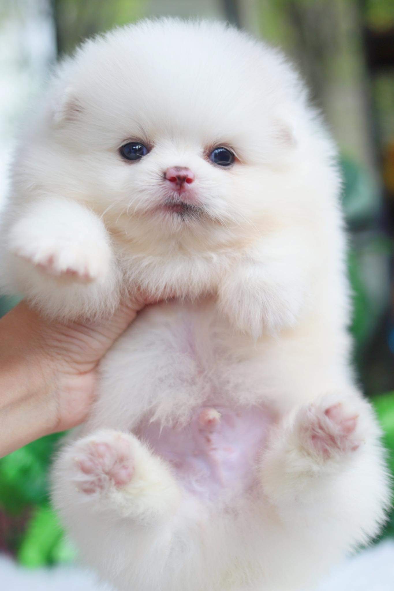 ปอมเมอเรเนียน เพศผู้ ขาวครีม