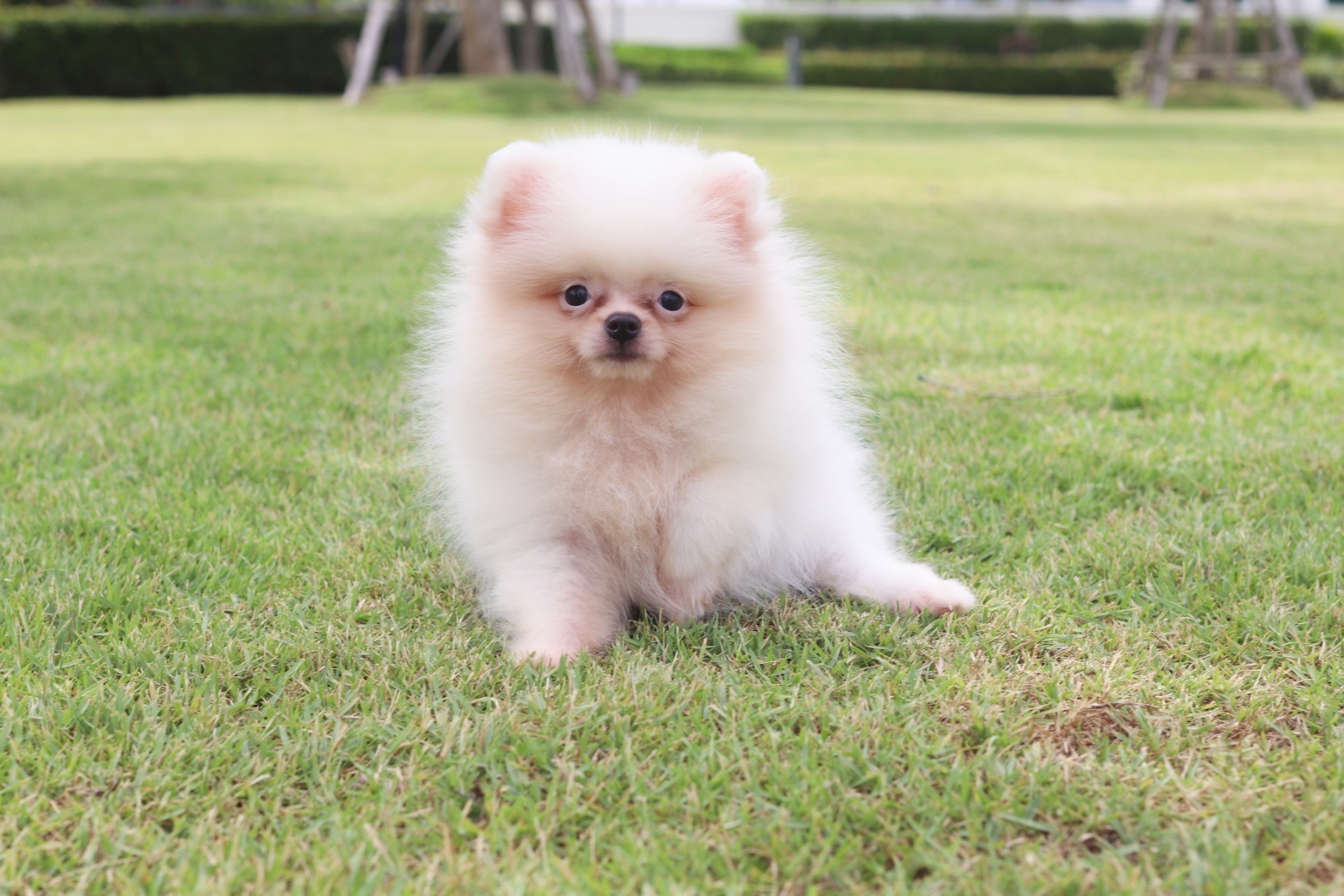 ปอมเมอเรเนียน เพศเมียสีขาวครีม