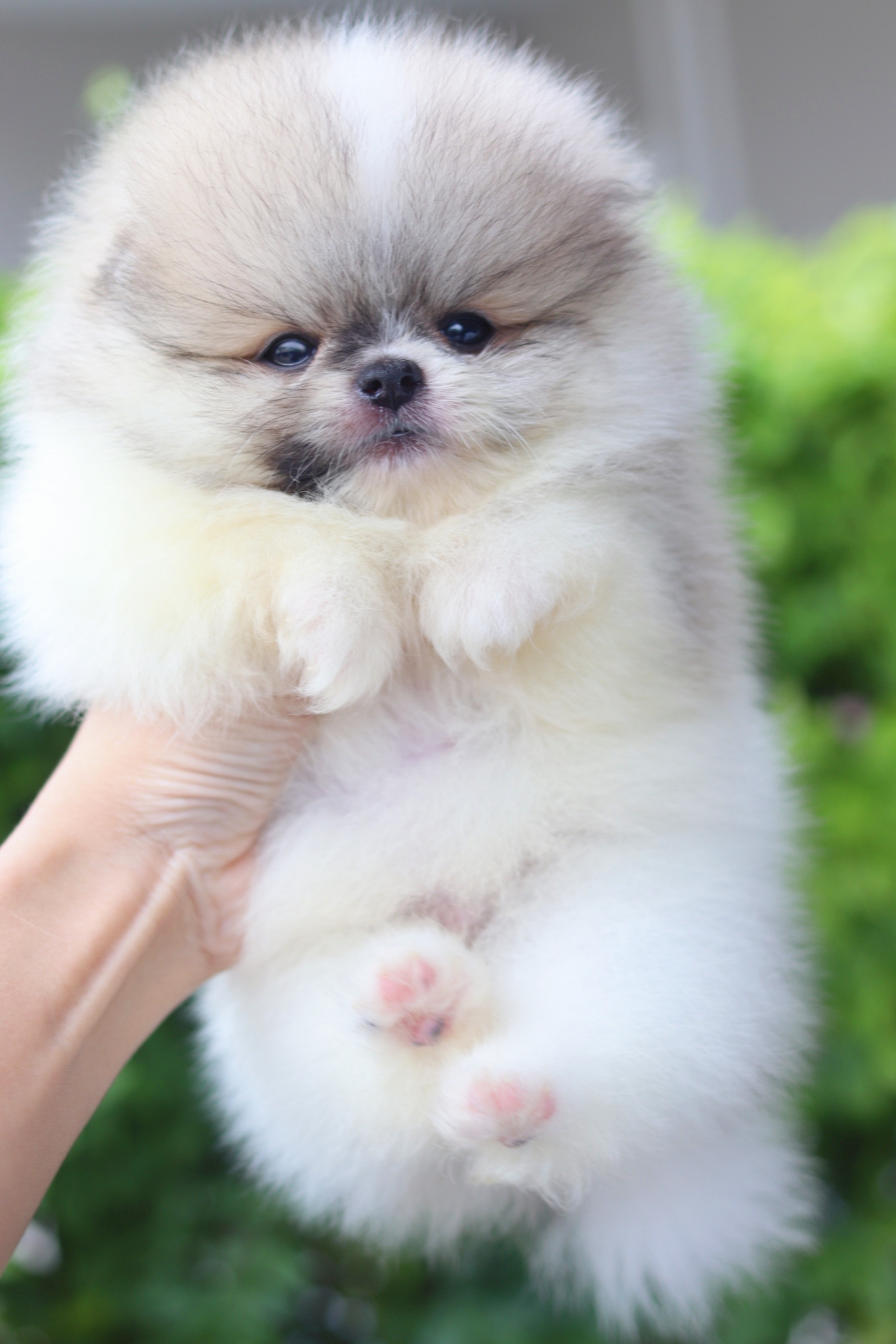 ปอมเมอเรเนียน เพศผู้สีแฟนซี