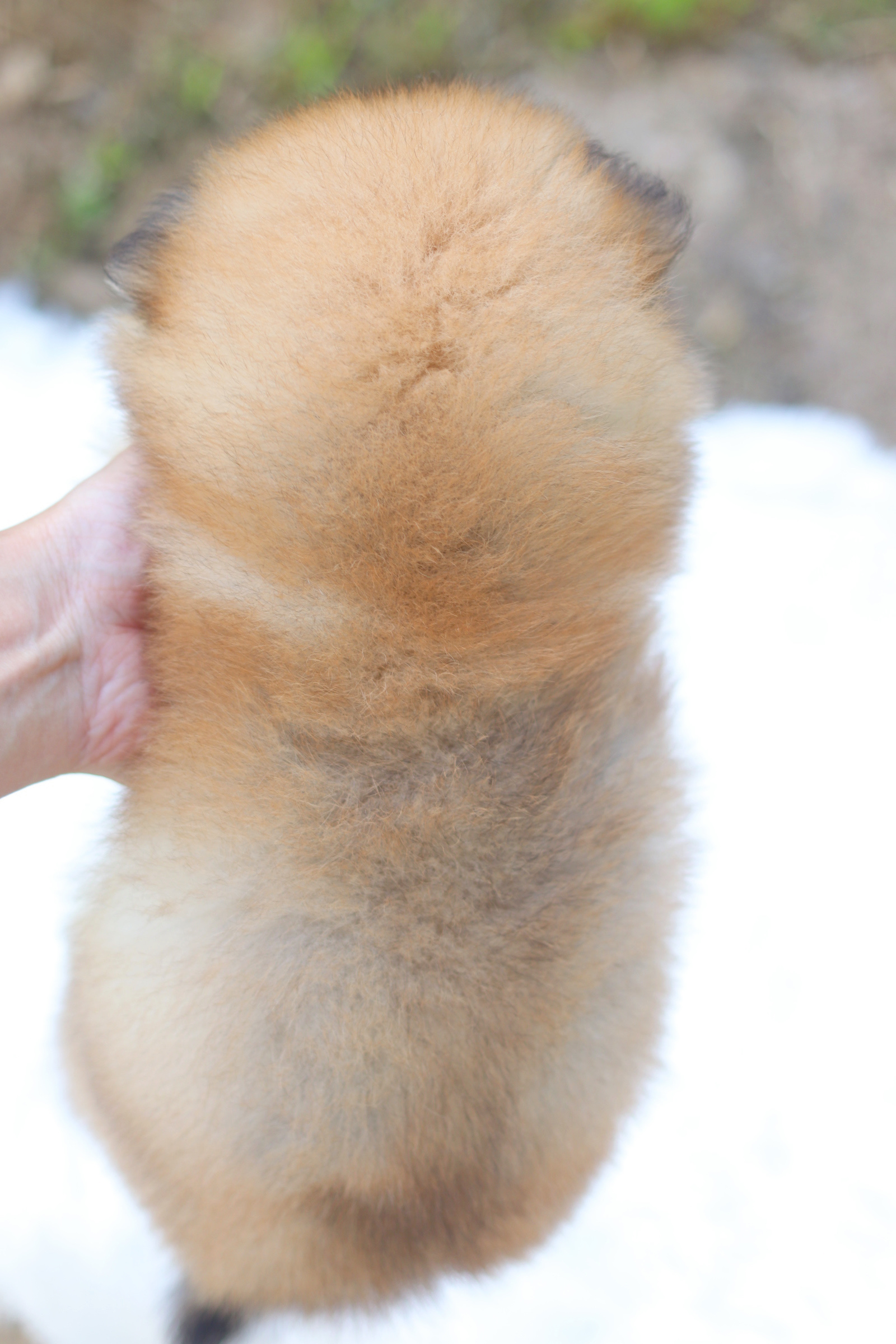 ปอมเมอเรเนียน เพศผู้ สีส้ม