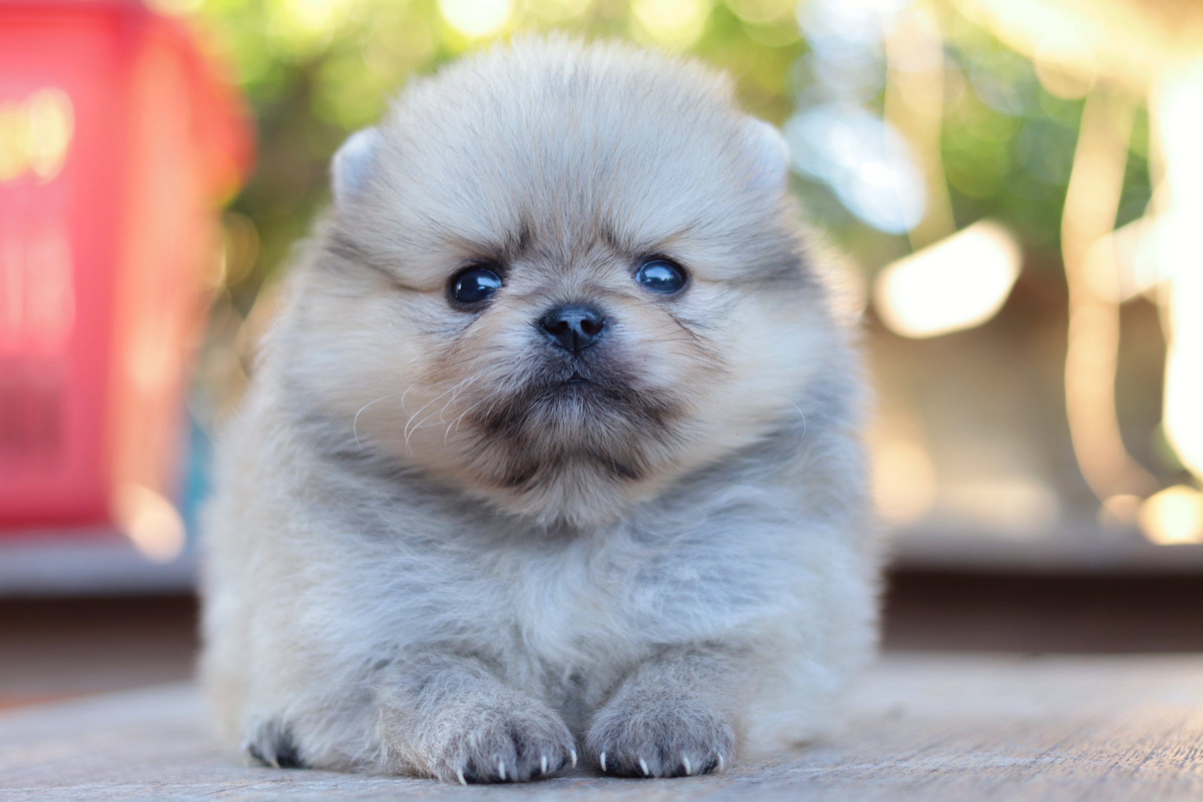 ปอมเมอเรเนียน เพศผู้สีส้ม