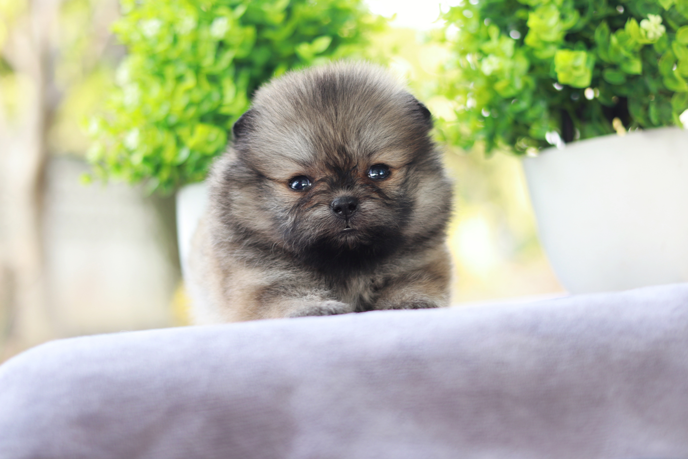 ปอมเมอเรเนียน เพศเมีย