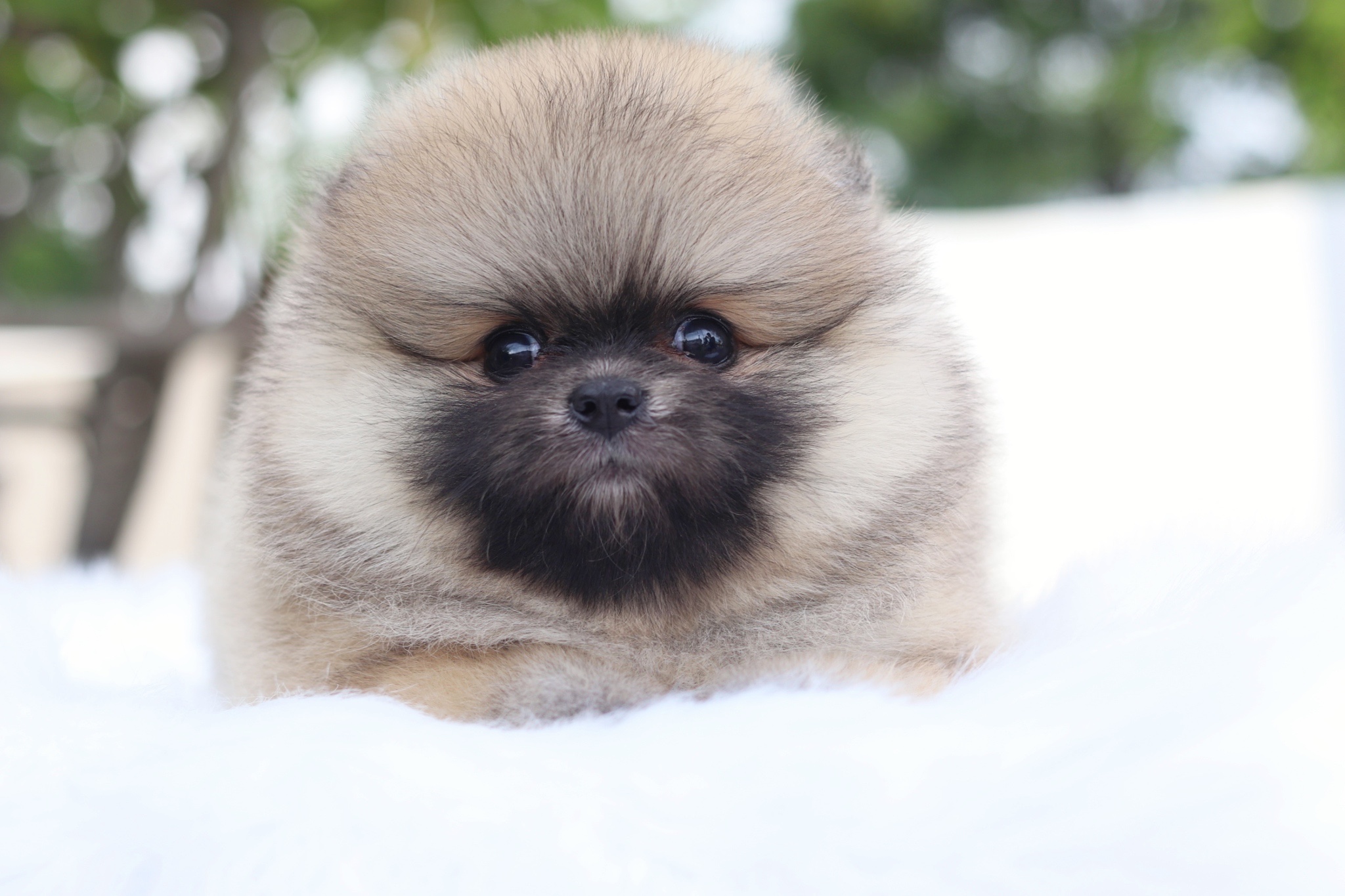 ปอมเมอเรเนียน เพศเมียสีส้ม