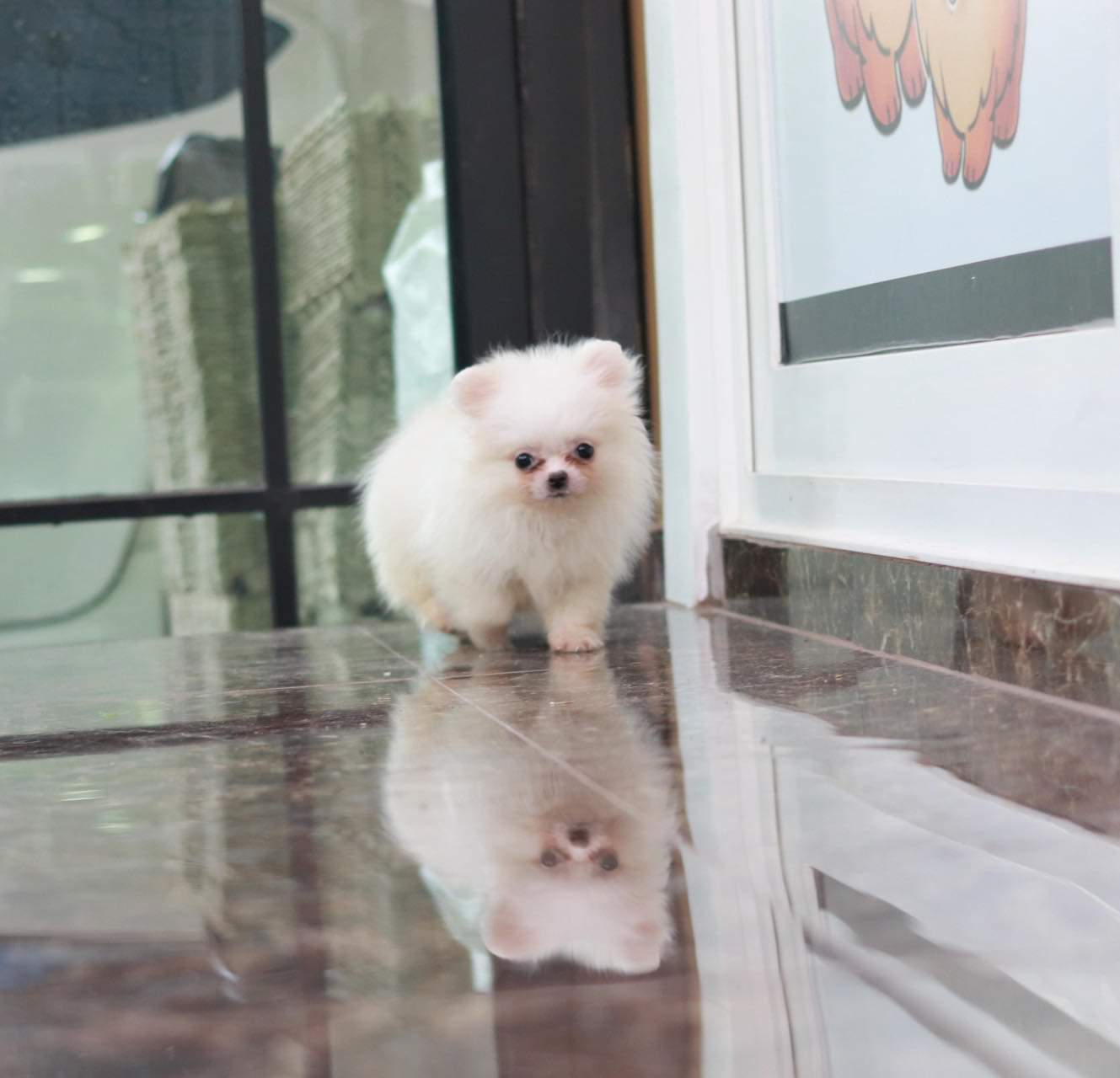 ปอมเมอเรเนียนทีคัพ อายุสามเดือนเพศผู้