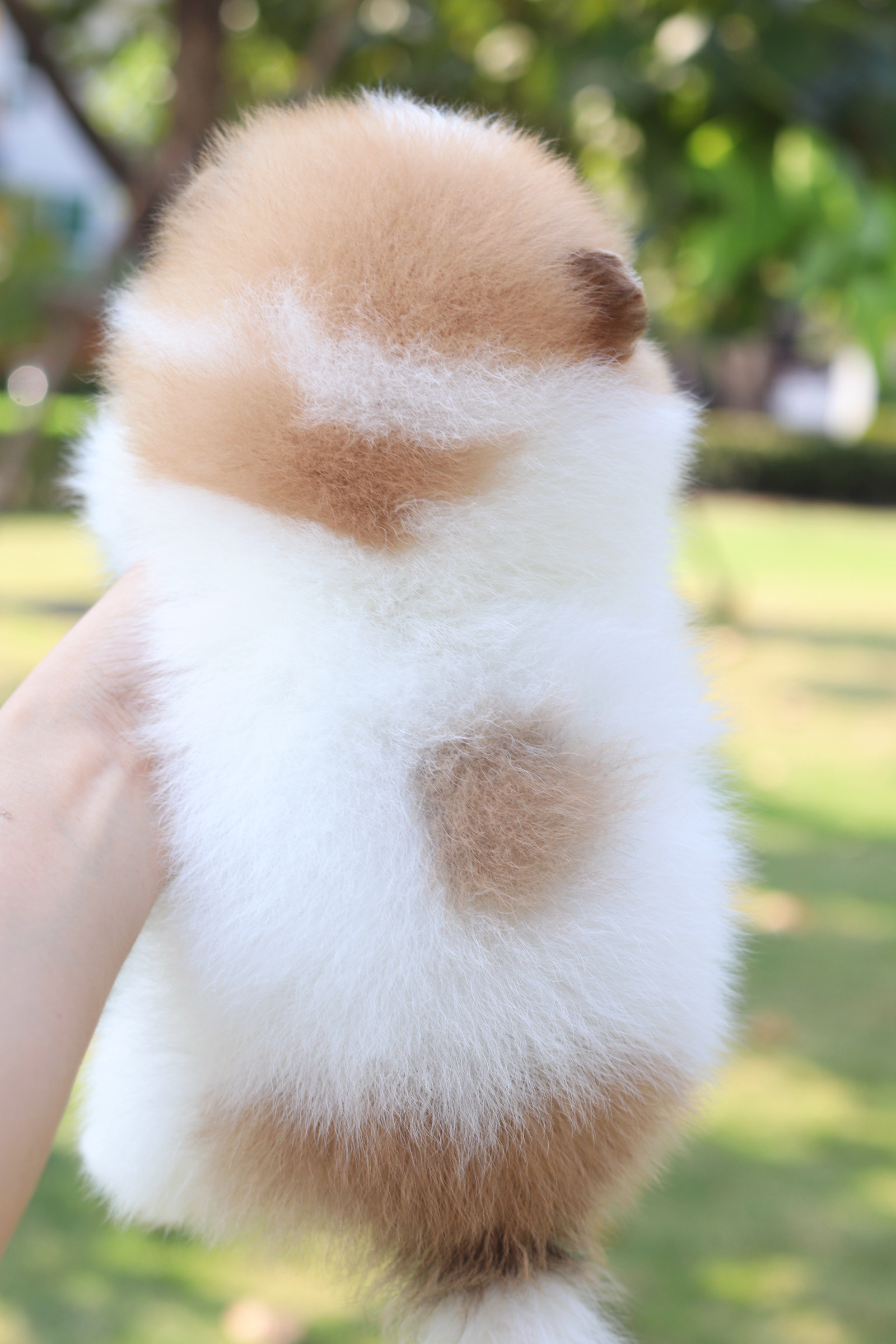 ปอมเมอเรเนียน เพศผู้ สีแฟนซี เกรดโชว์