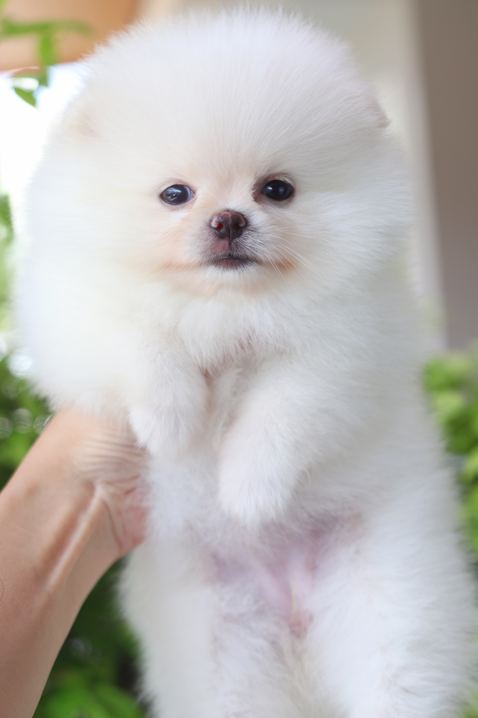 ปอมเมอเรเนียน เพศเมียสีขาวครีม เกรดโชว์