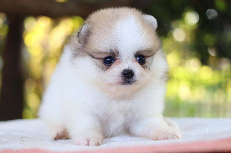 ปอมเมอเรเนียน เพศเมีย