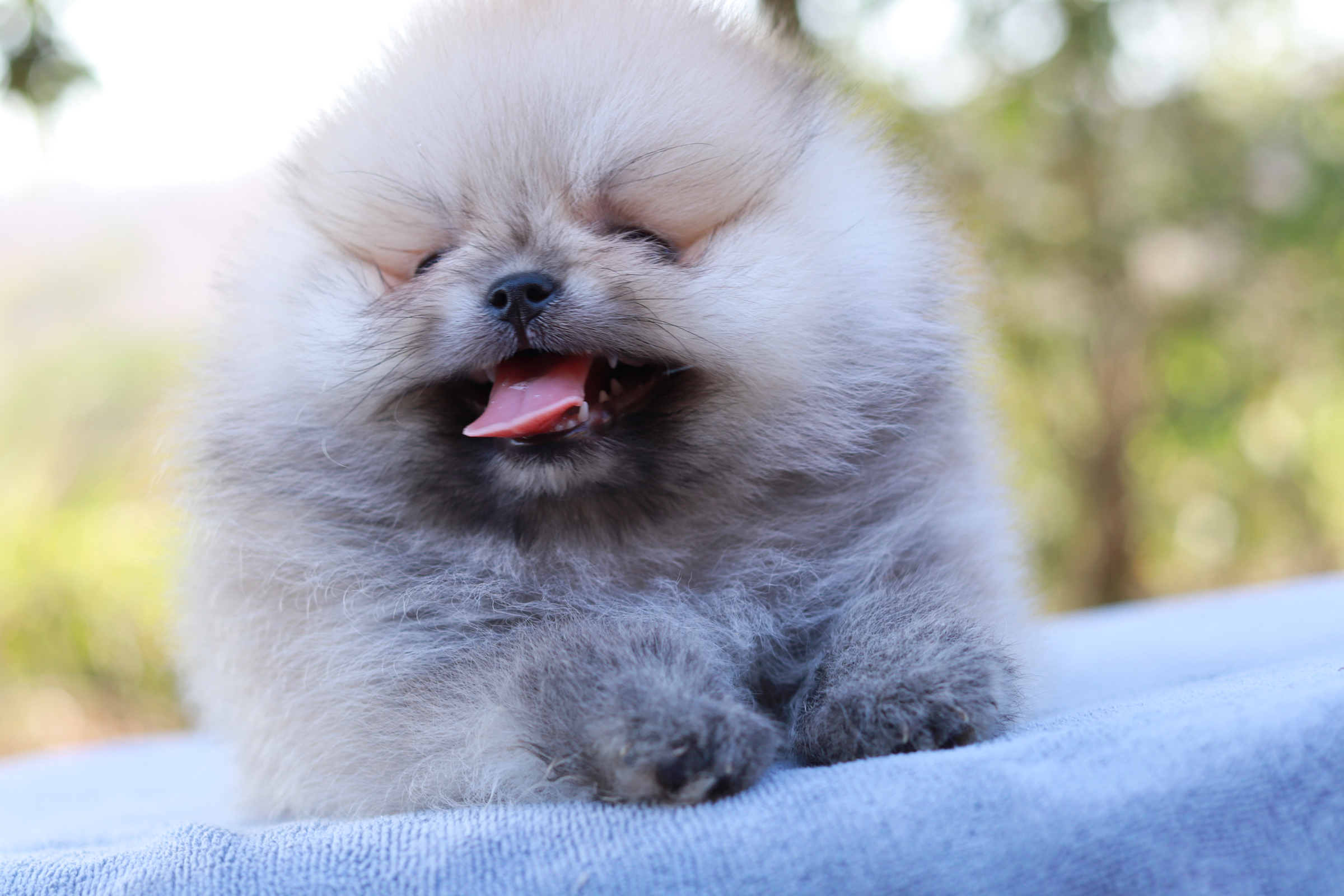 ปอมเมอเรเนียน เพศผู้