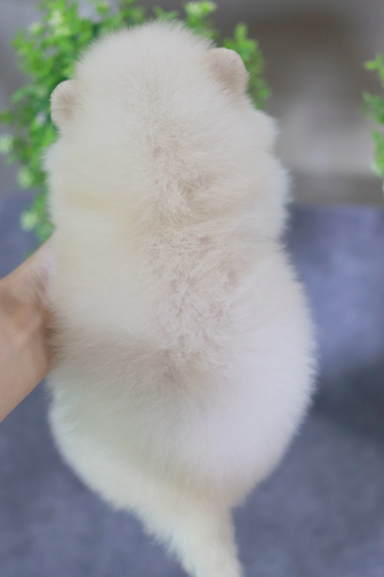 ปอมเมอเรเนียน เพศเมีย