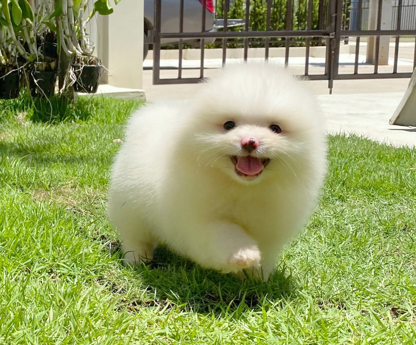 ปอมเมอเรเนียน เพศผู้ สีขาวครีม