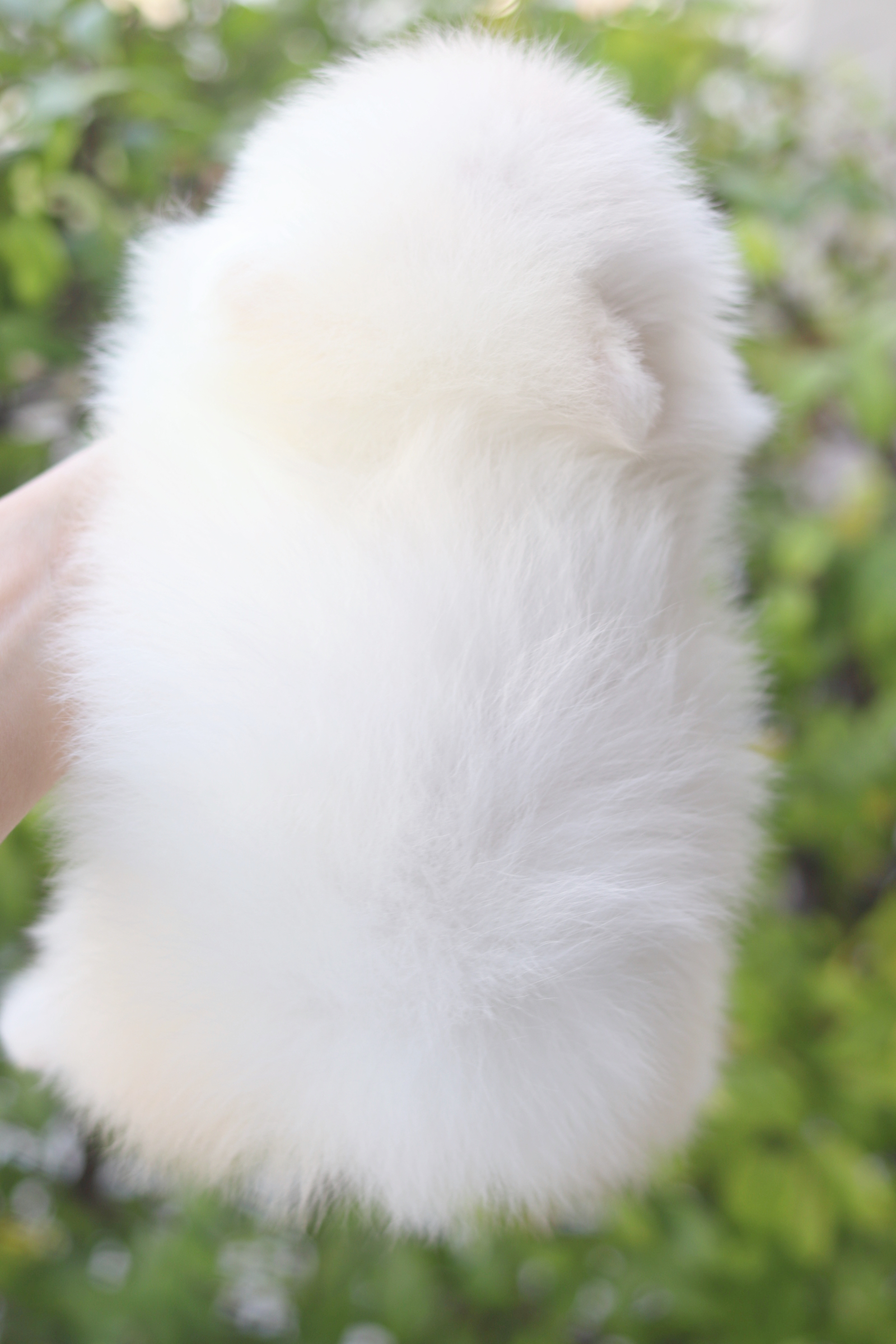 ปอมเมอเรเนียน เพศเมีย เกรดโชว์สีขาวครีม