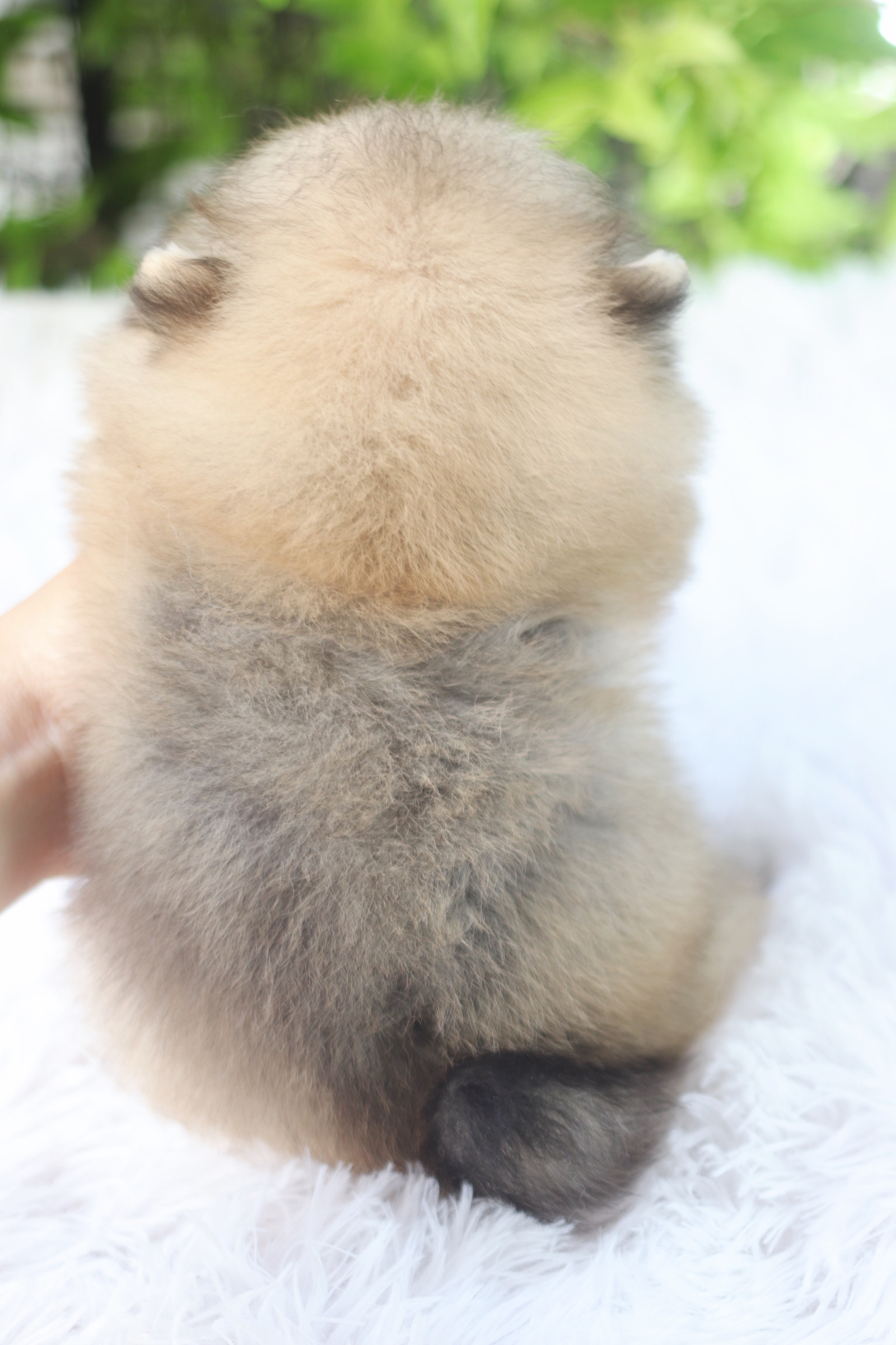 ปอมเมอเรเนียน เพศเมียสีส้ม เกรดโชว์