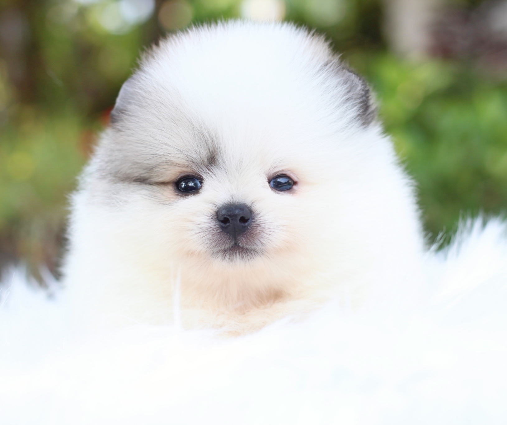 ปอมเมอเรเนียน เพศเมียสีแฟนซี