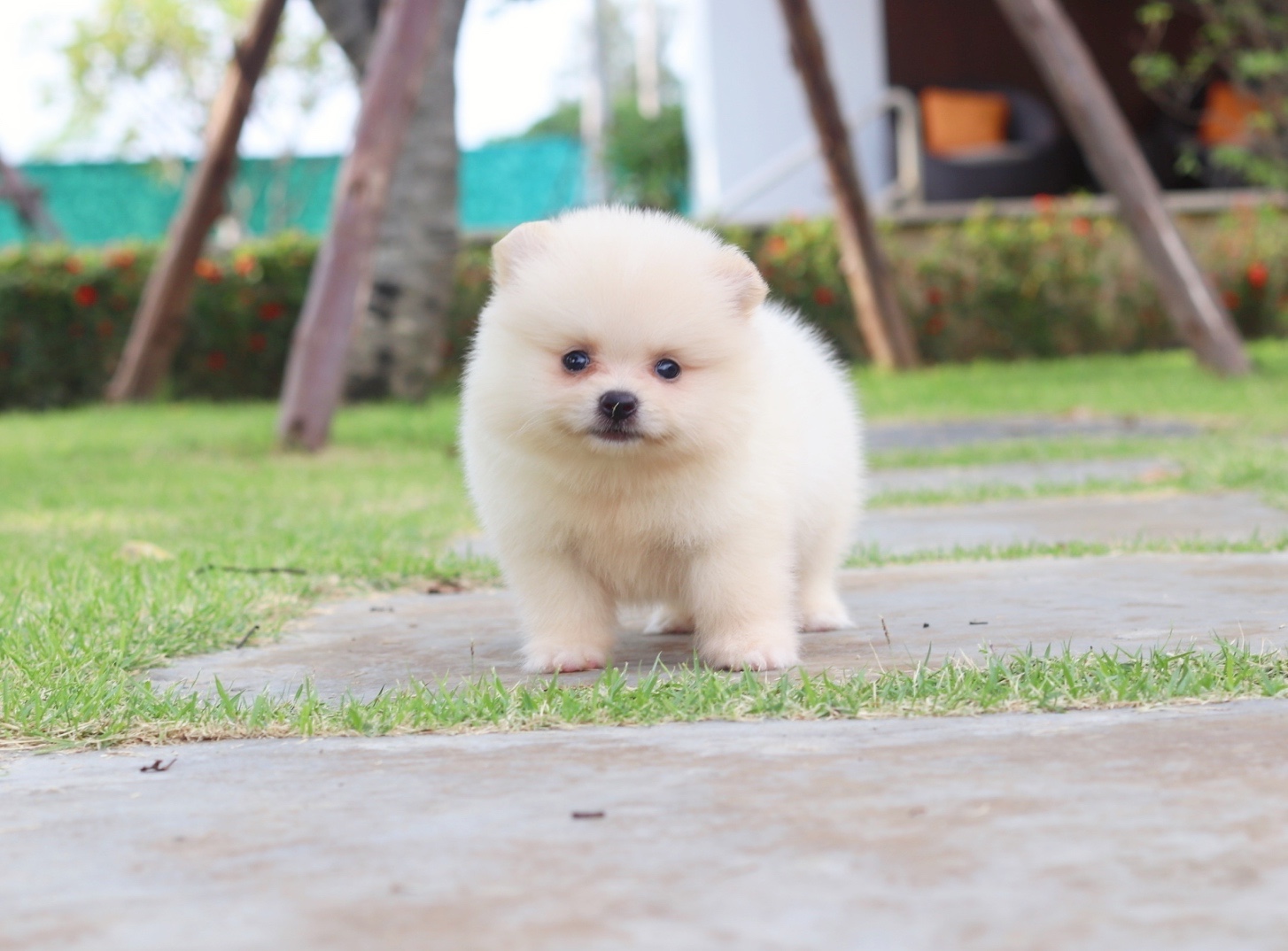 ปอมเมอเรเนียน เพศผู้สีขาวครีม