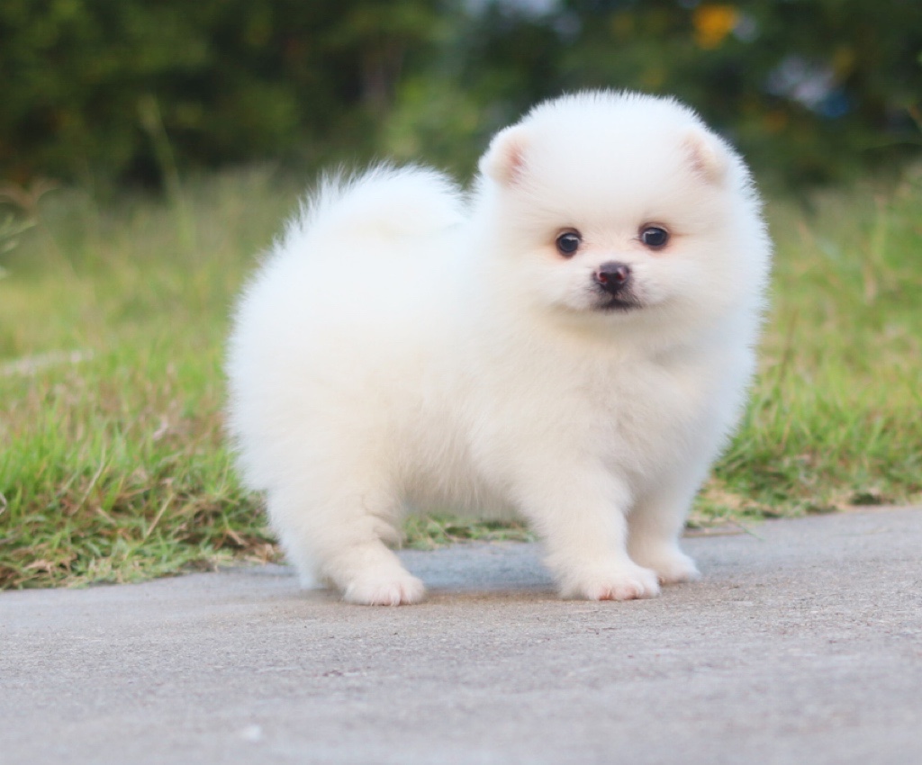 ปอมเมอเรเนียน เพศเมียสีขาวครีม