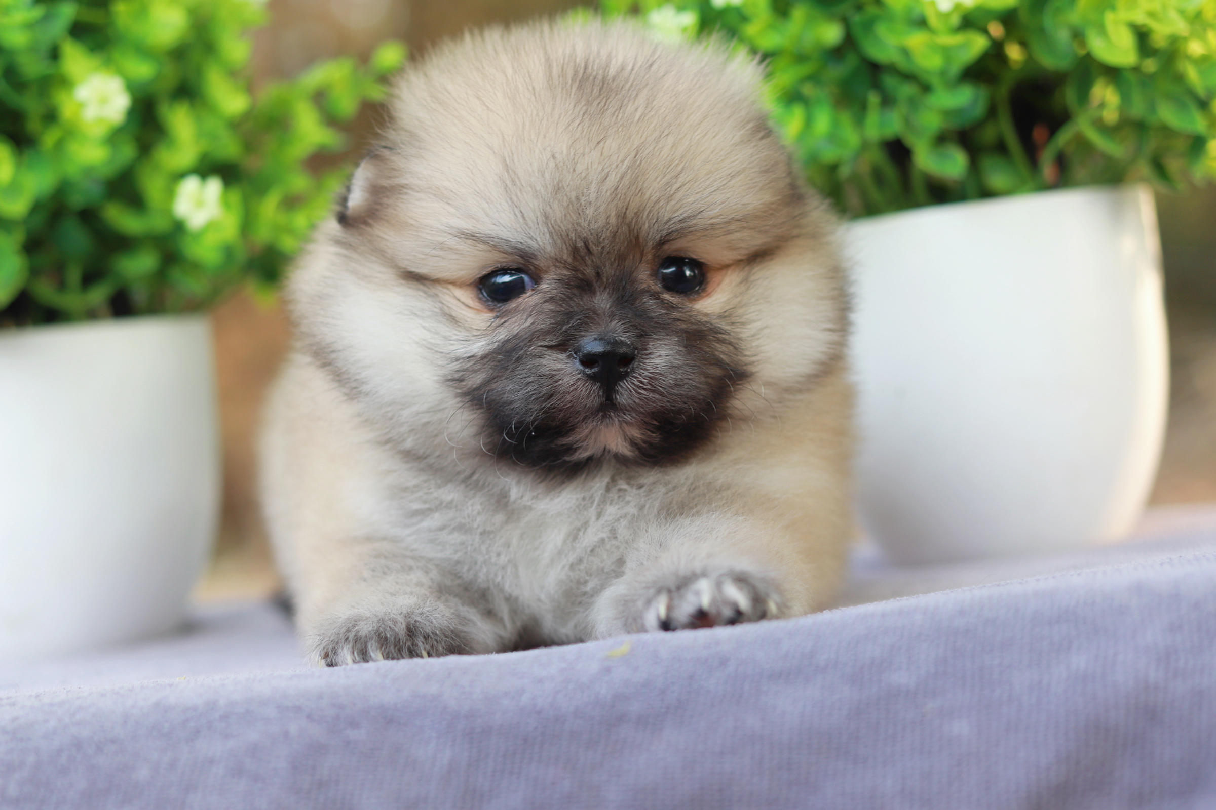 ปอมเมอเรเนียน เพศเมีย