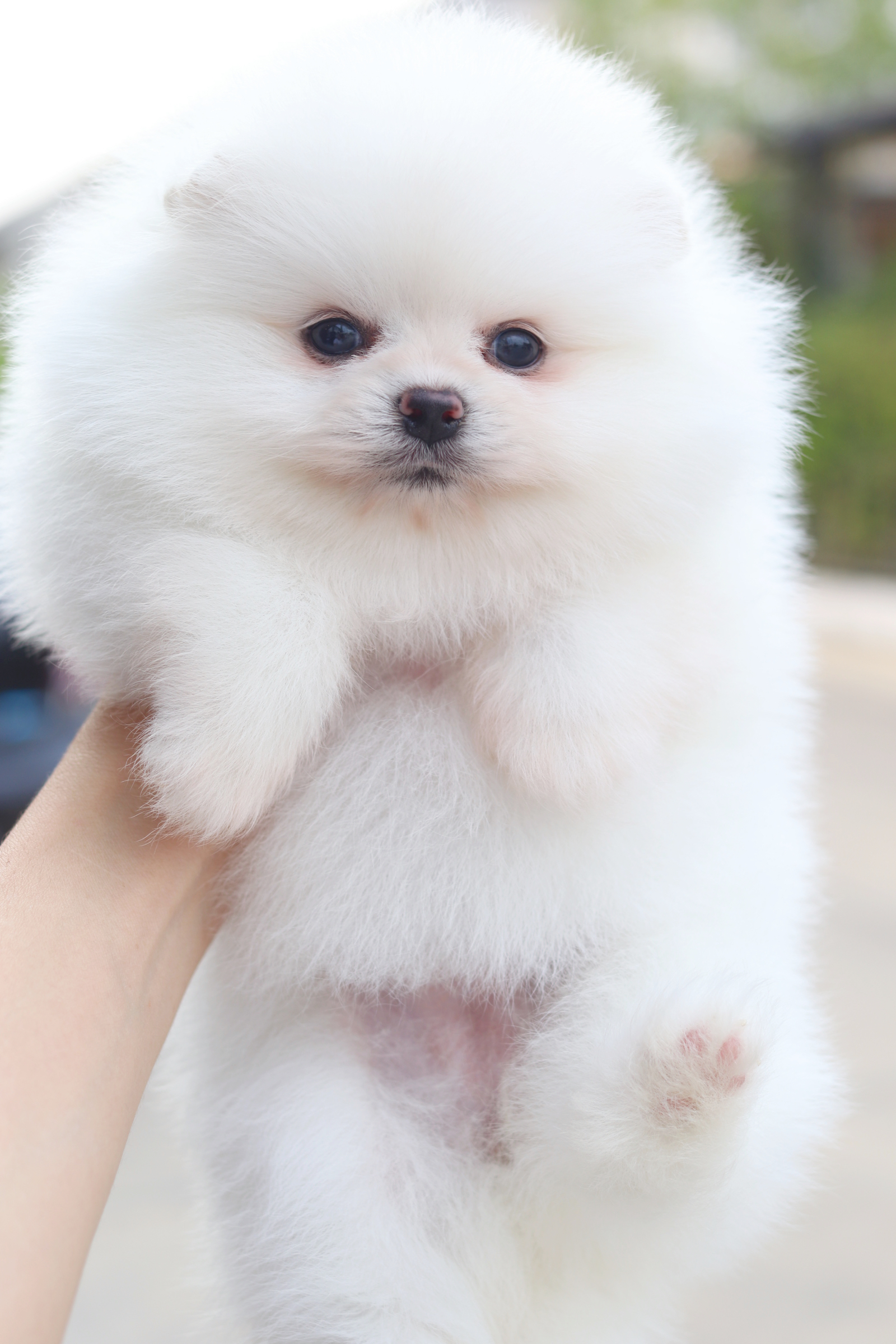 ปอมเมอเรเนียน เพศเมียสีขาวครีม