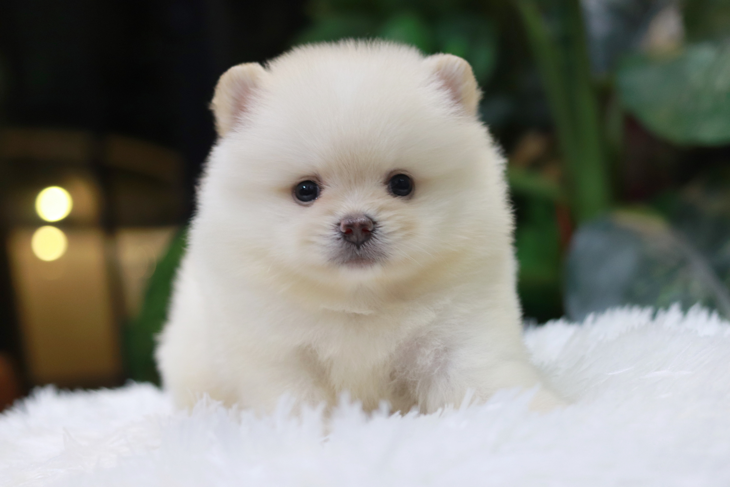 ปอมเมอเรเนียน เพศผู้ สีขาวครีม