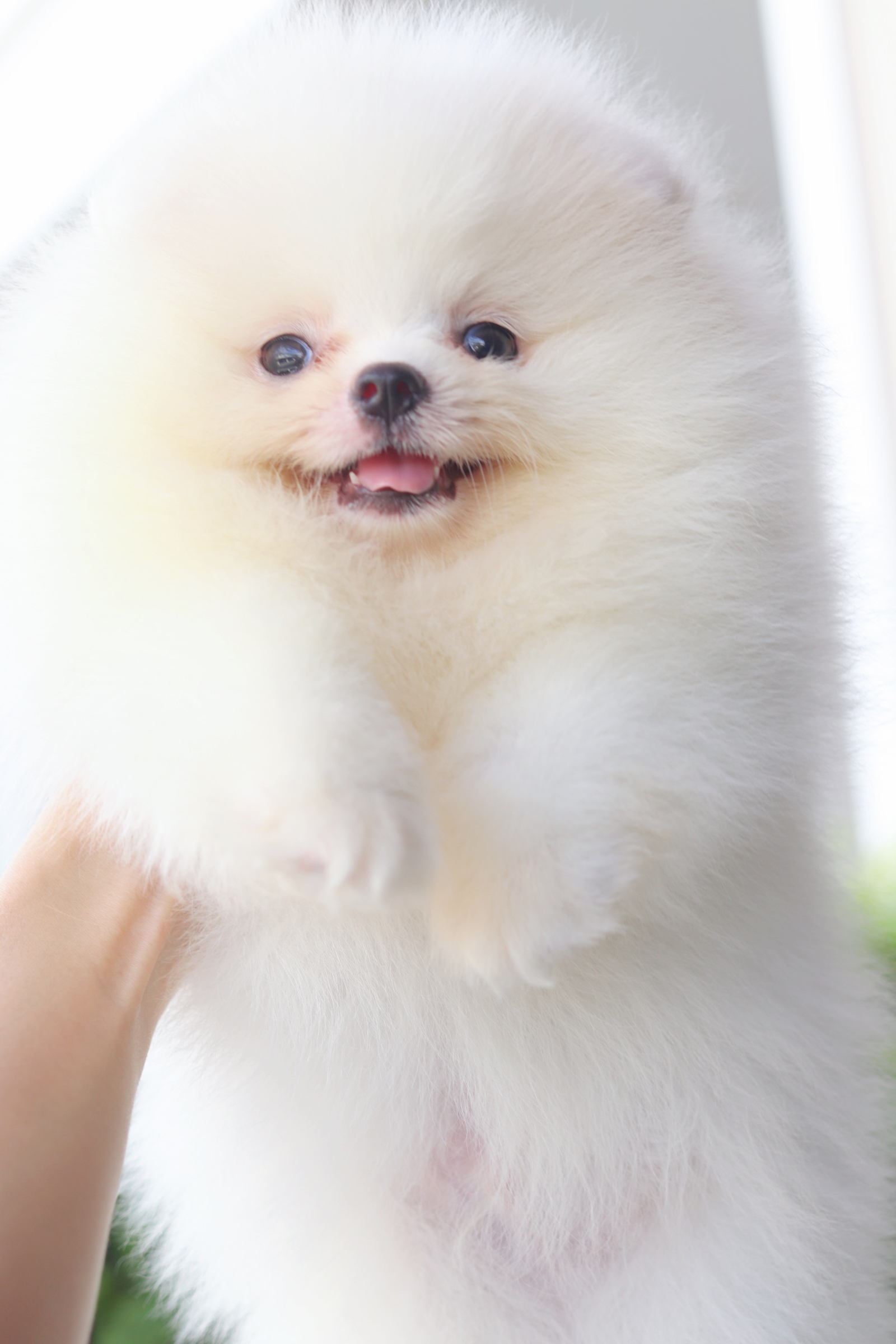 ปอมเมอเรเนียน เพศผู้สีขาวครึม เกรดโชว์