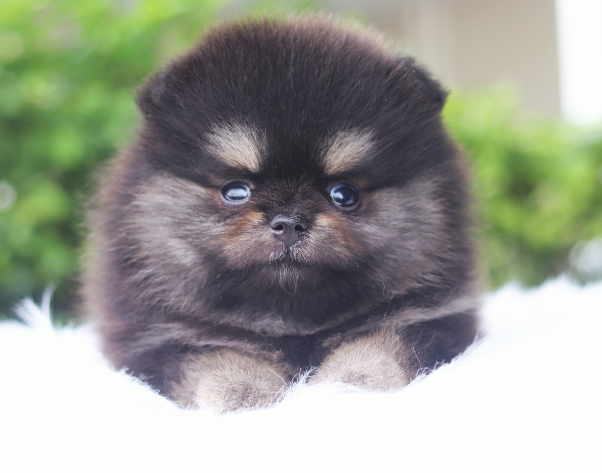 ปอมเมอเรเนียน เพศผู้สีแบล็คแทน