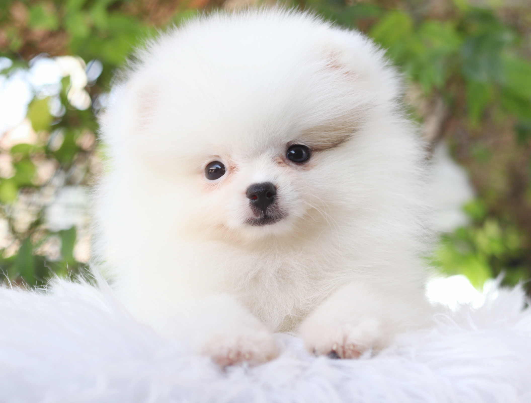 ปอมเมอเรเนียน เพศเมียสีขาว