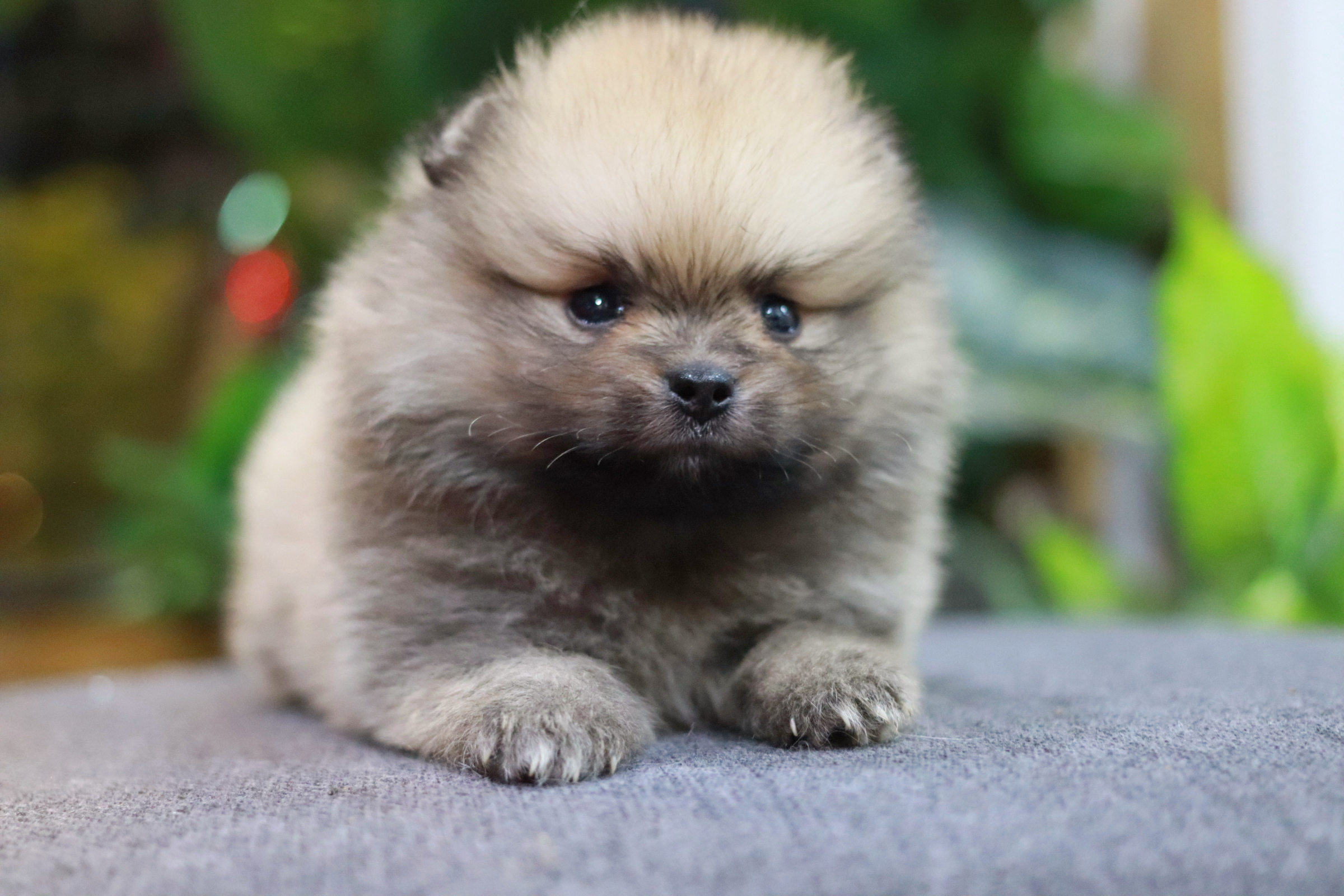 ปอมเมอเรเนียน เพศผู้