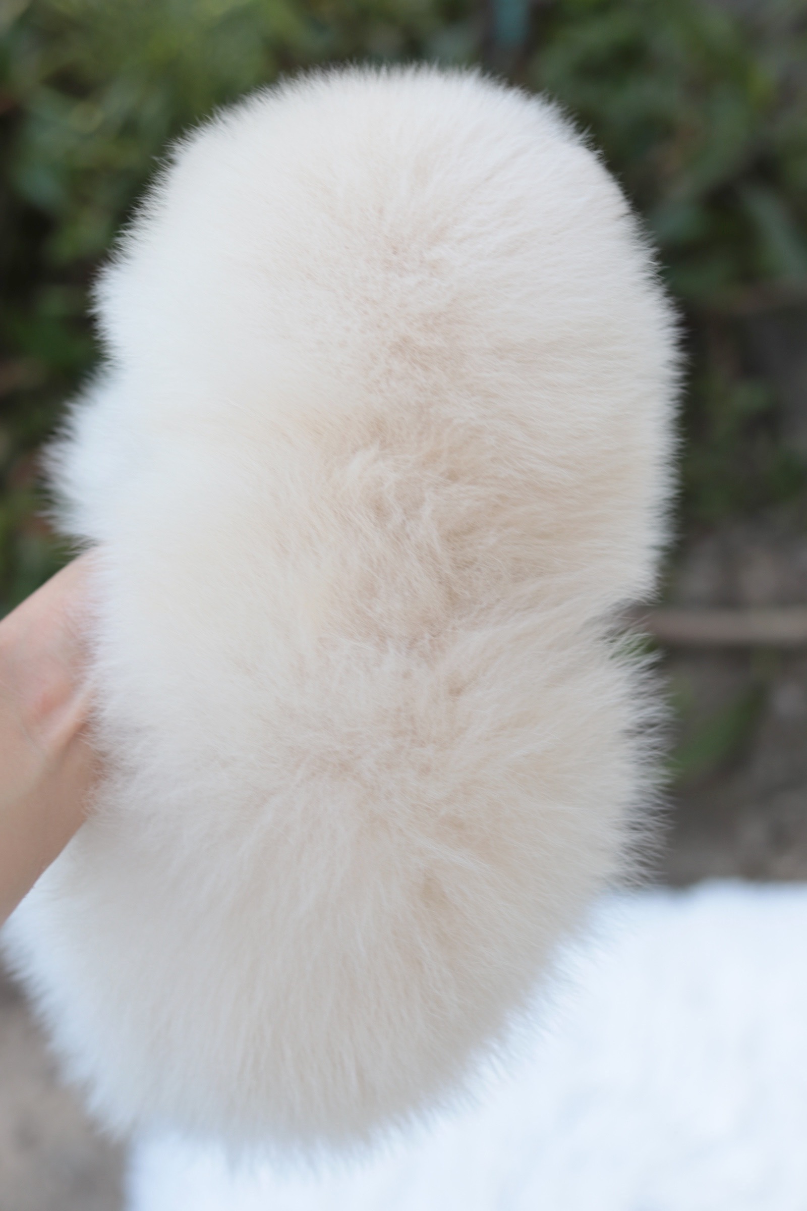 ปอมเมอเรเนียน เพศเมียสีขาวครีม