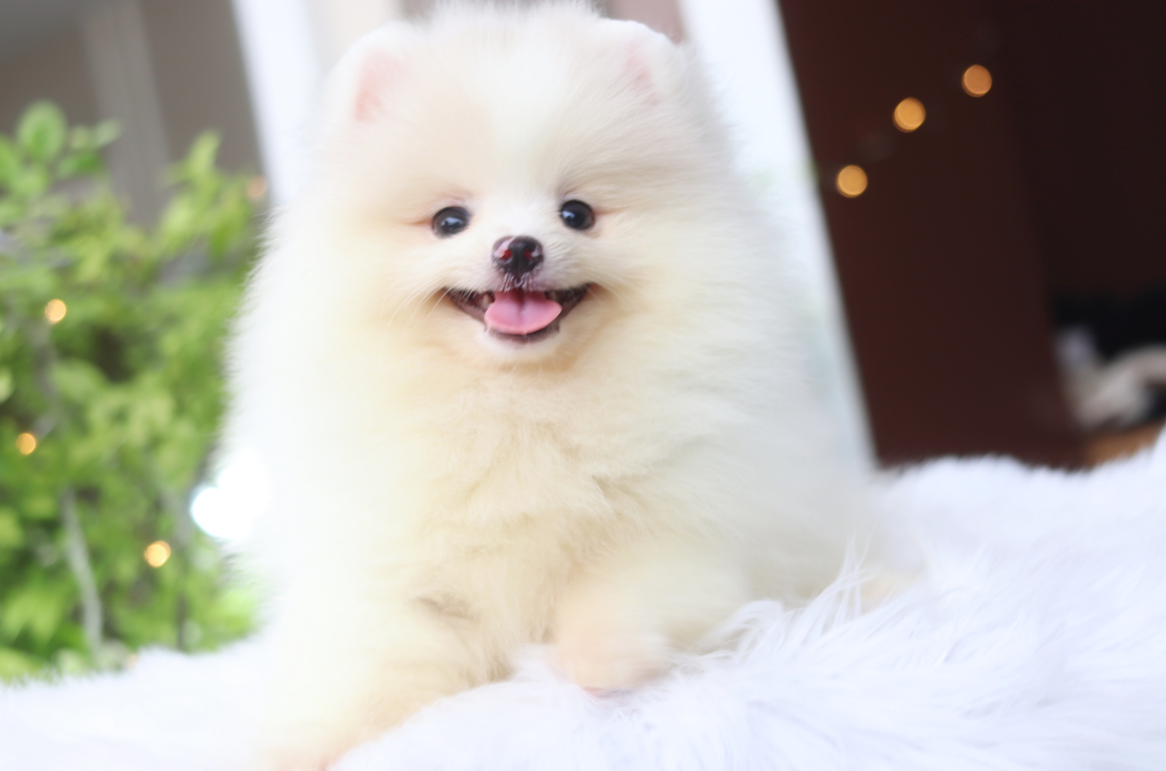 ปอมเมอเรเนียน เพศผู้สีขาวครีม